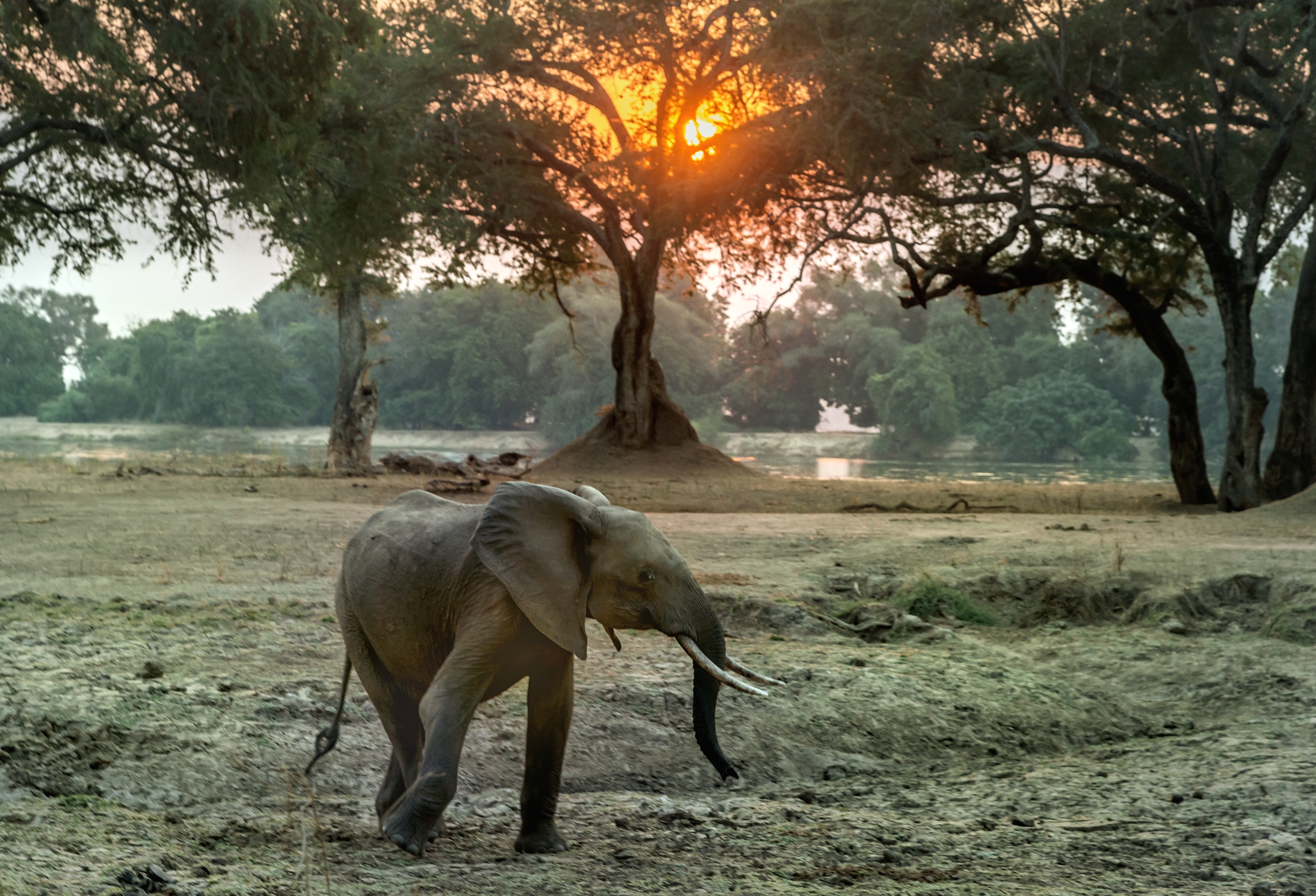 Zimbabwe 2015 - Sul Luangwa al tramonto