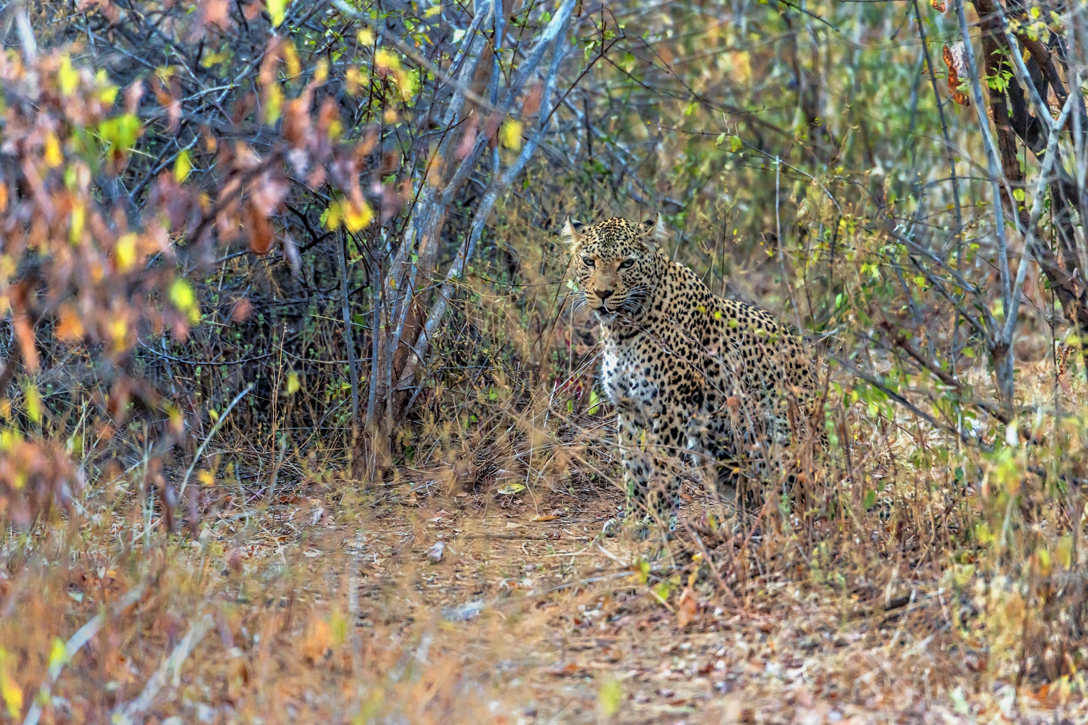 Zambia 2015 - Leopard