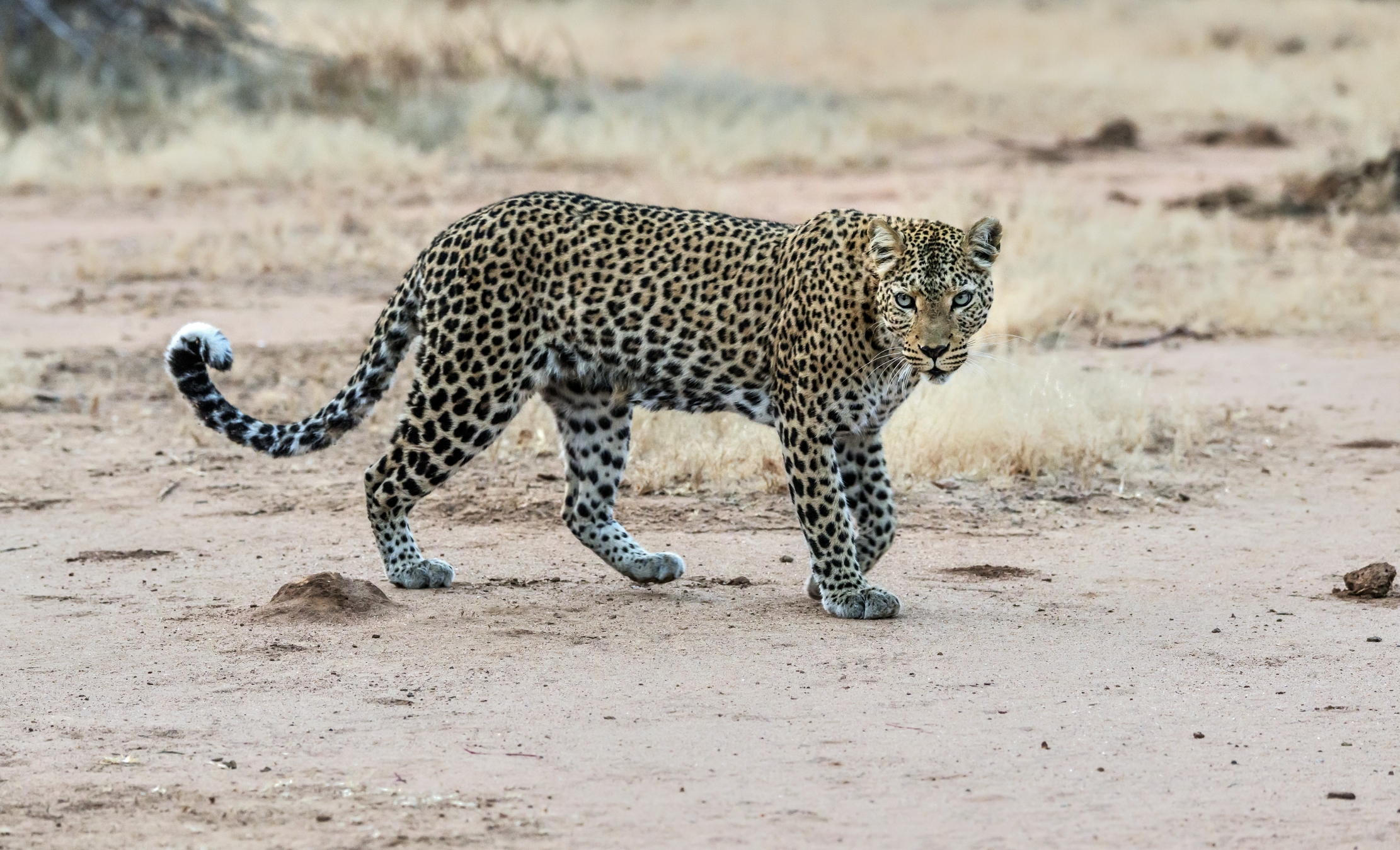 Zambia 2015 - Leopard