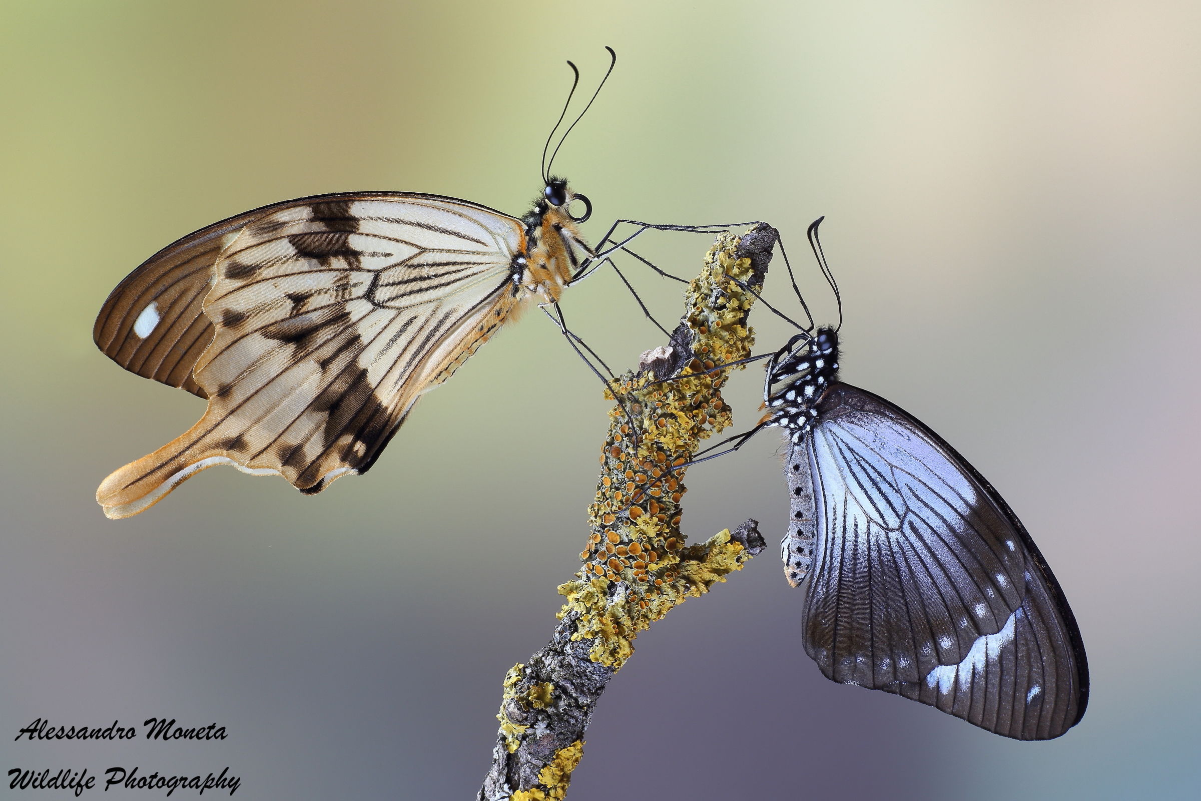 Couple Papilio dardanus
