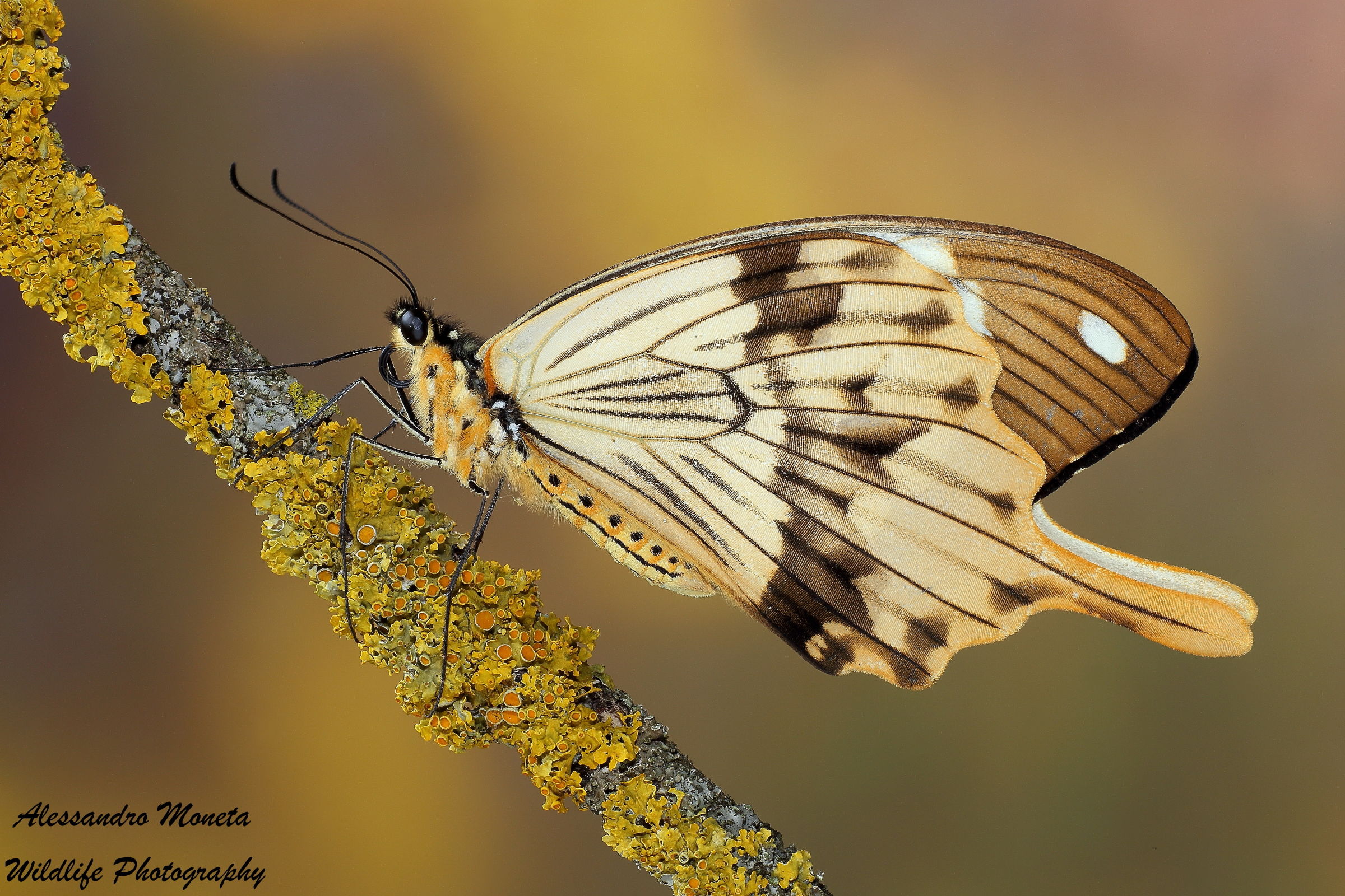 Papilio dardanus