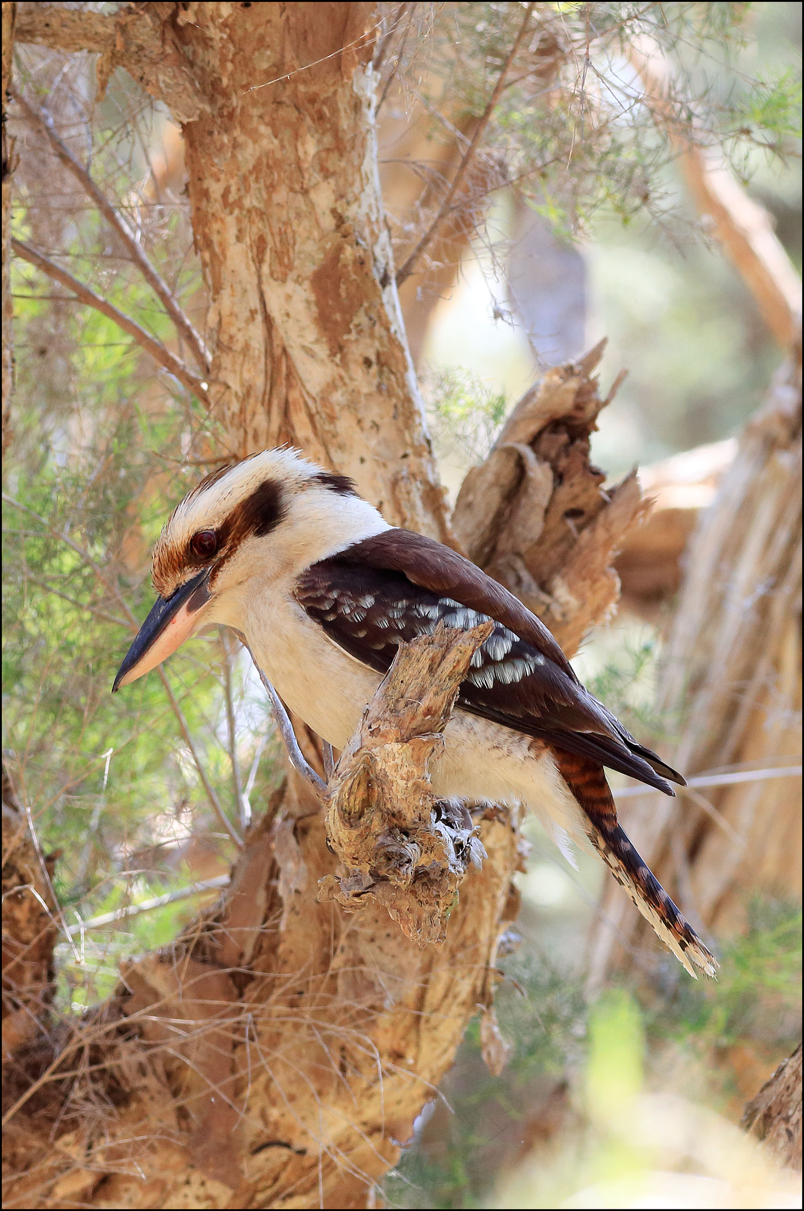 Kookaburra