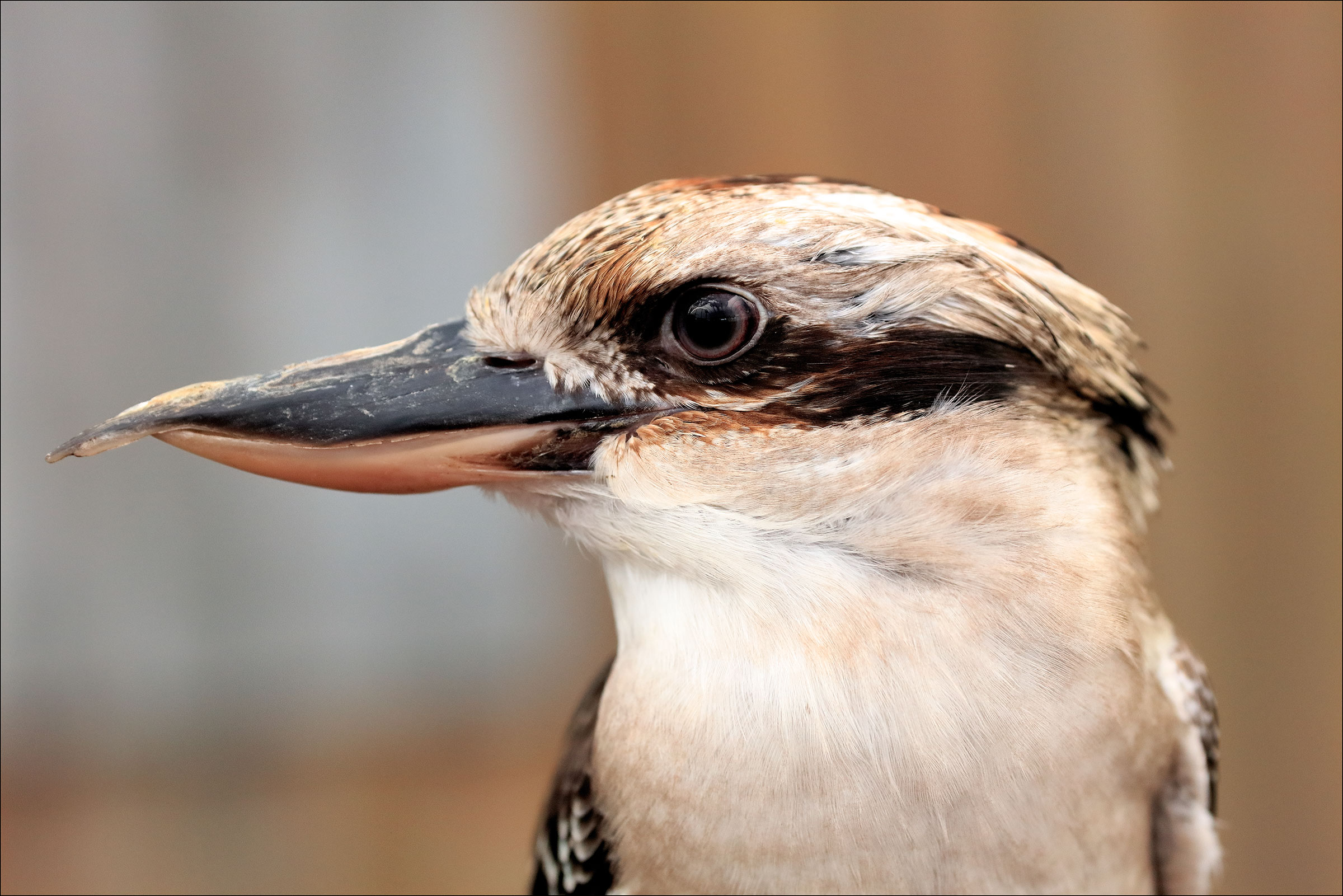 Kookaburra 2