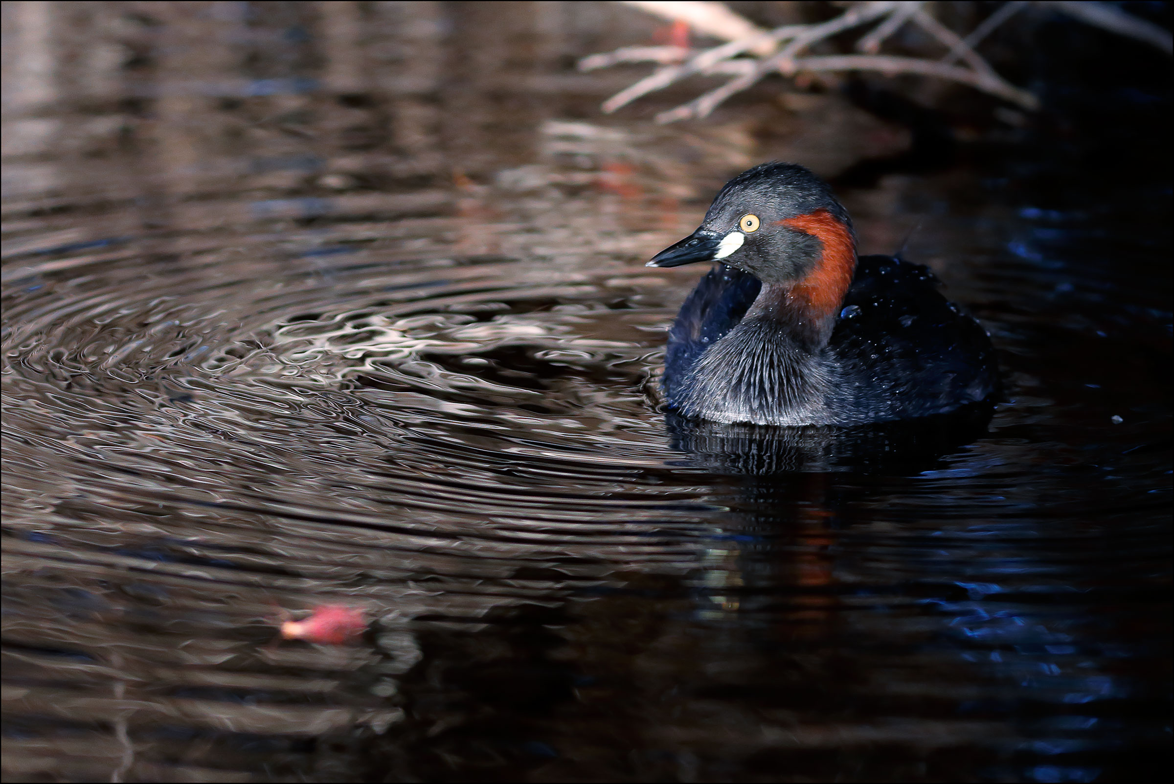 Tuffetto Australiano