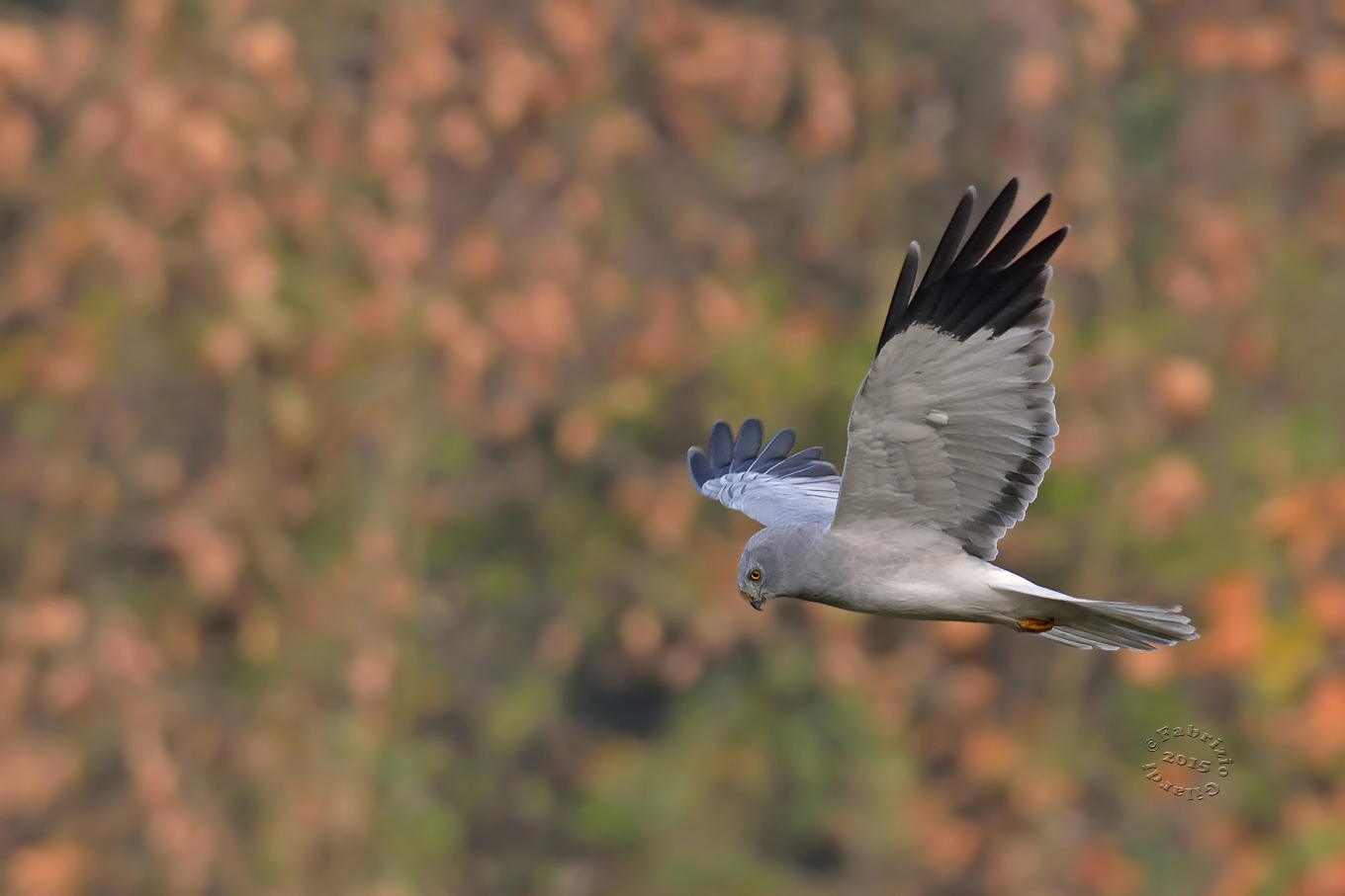 Harrier m. (Circus cyaneus) ... hunting ...