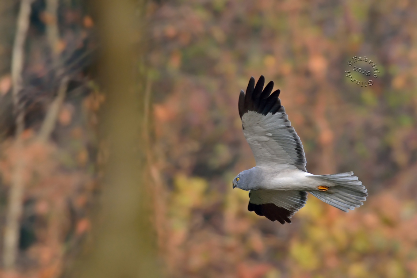 Harrier m. (Circus cyaneus) ... in semivirata