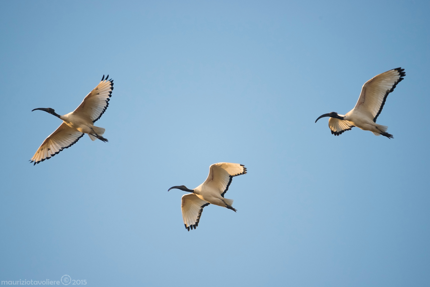 Rientro in palude ..