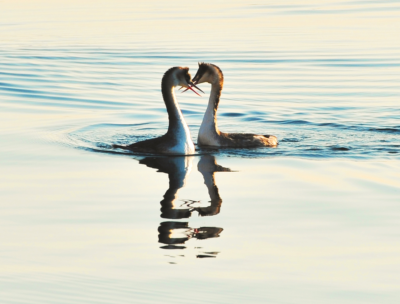 Sweetness . Lakeswosky