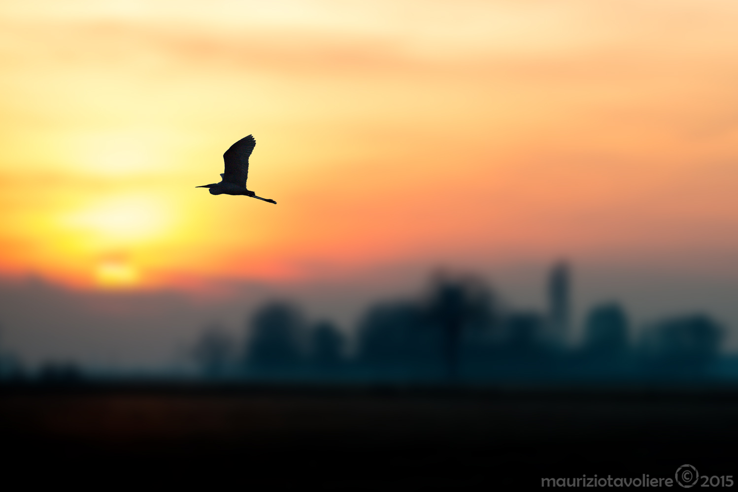 Il ritardatario .. Airone cenerino