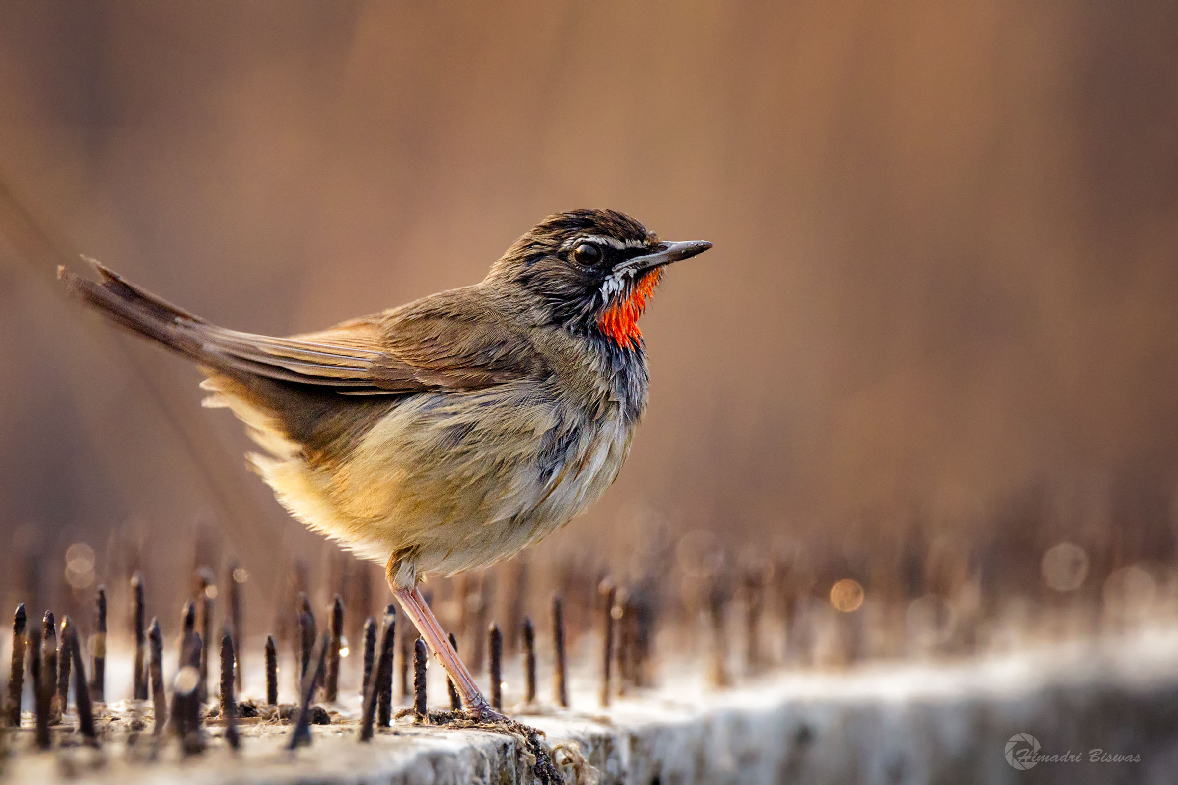 Siberian Rubythroat
