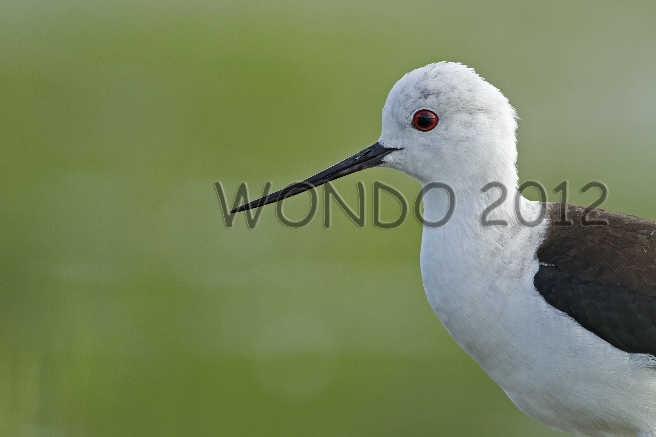 ritratto di cavaliere