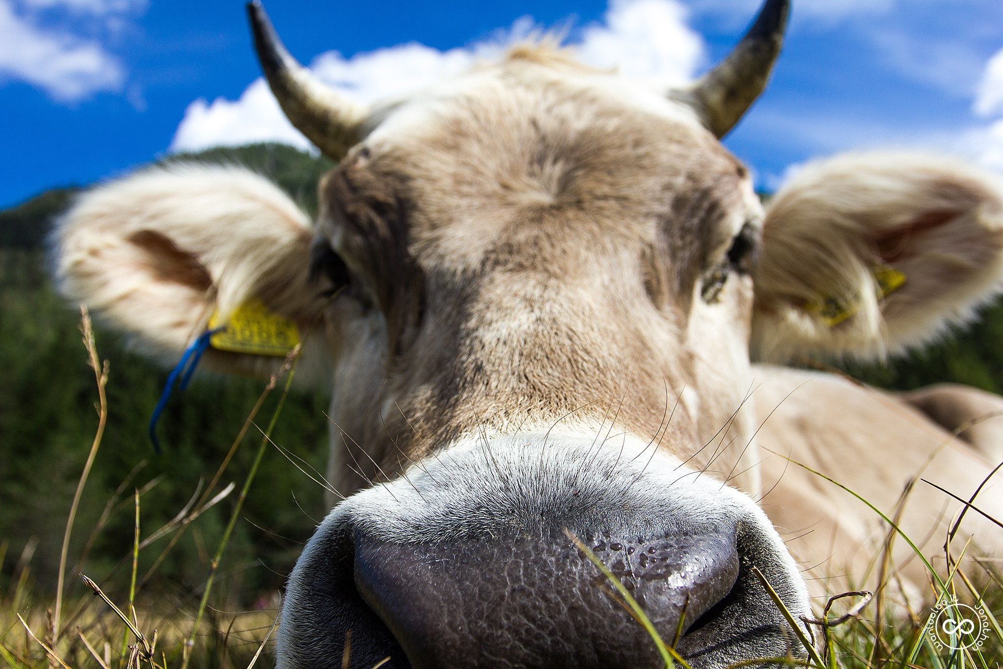 Le Mucche di Dobbiaco