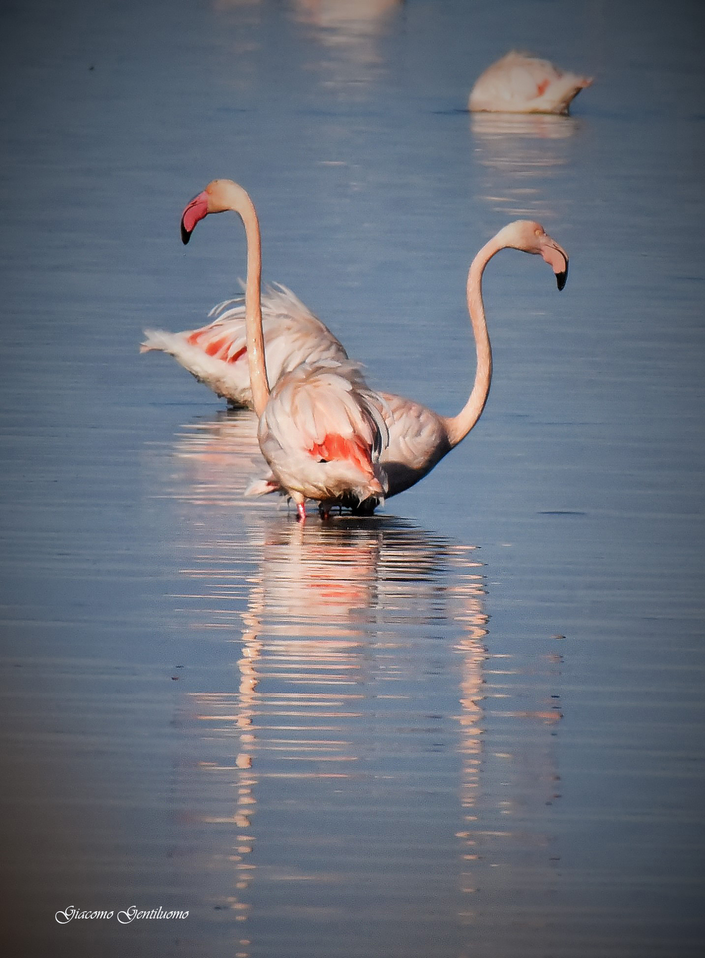 coppia di fenicotteri rosa