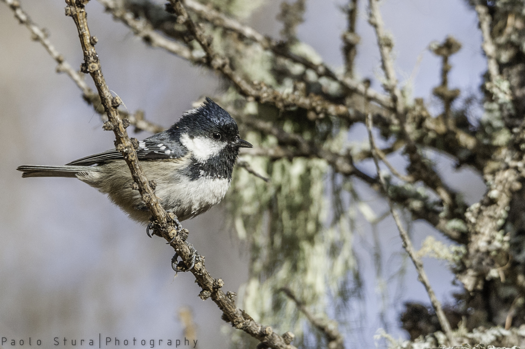 coal tit