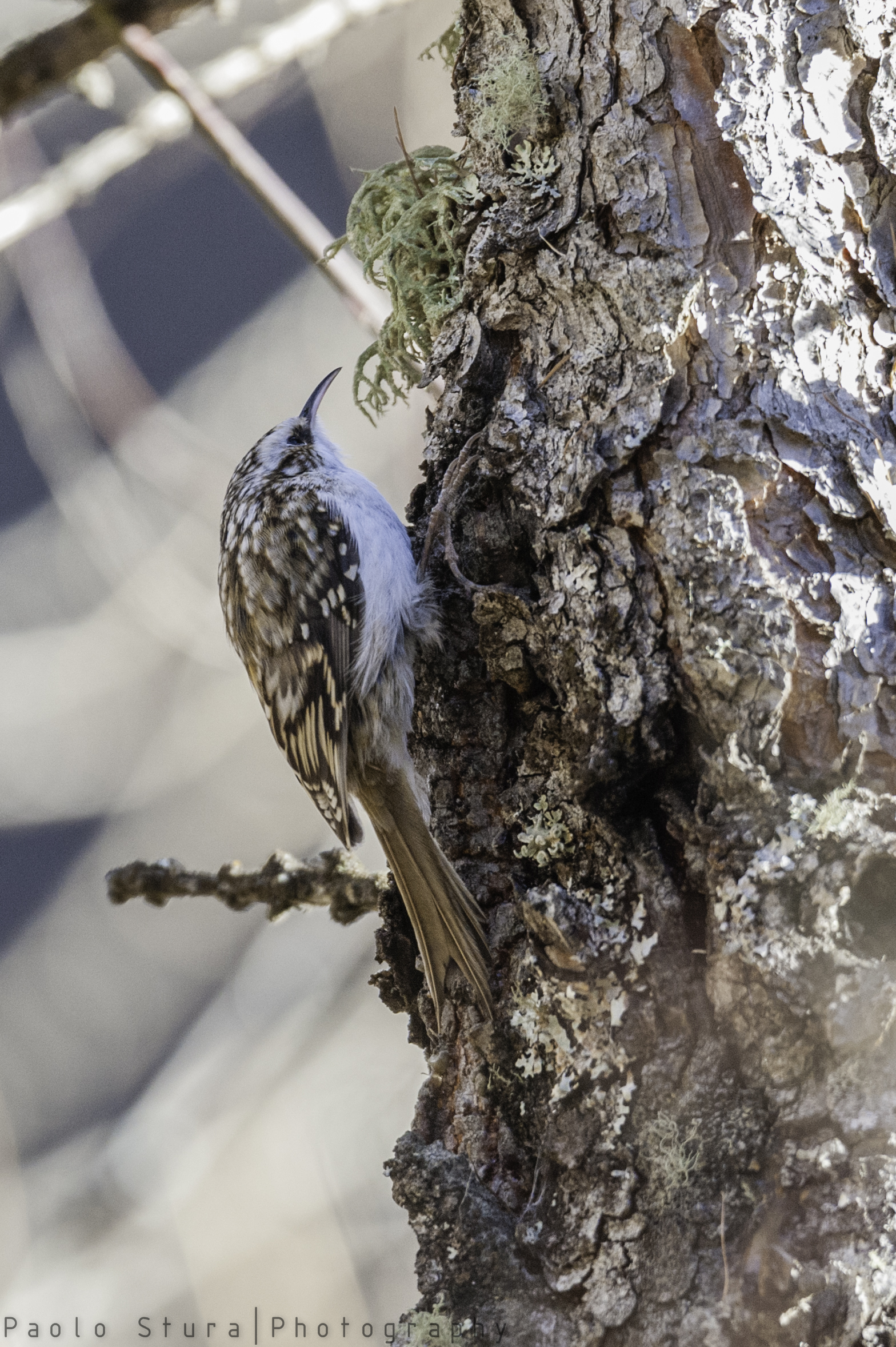treecreeper