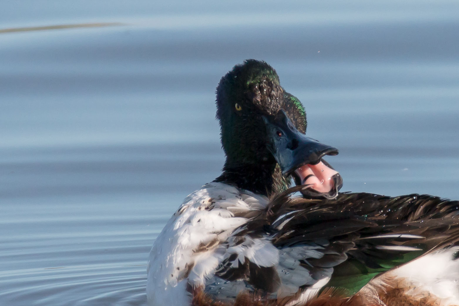 Shoveler argumentative!