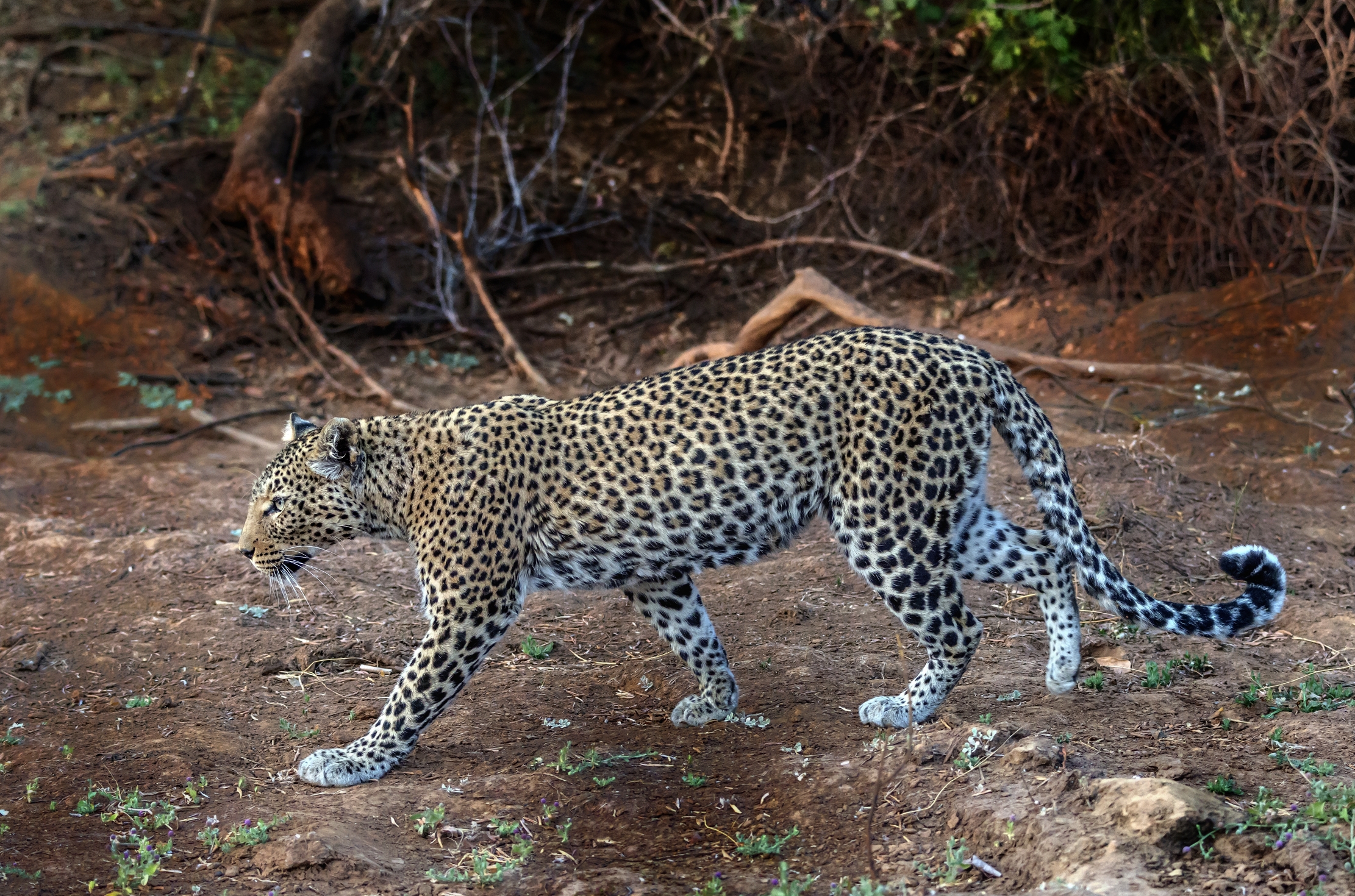 Zambia 2015 - Leopard