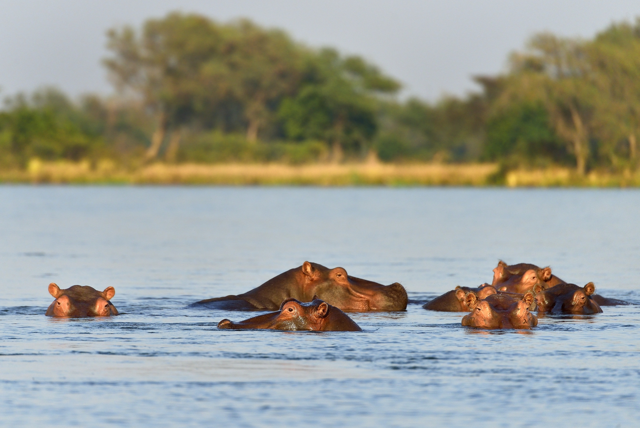 Zambia 2015 - Sullo Zambesi