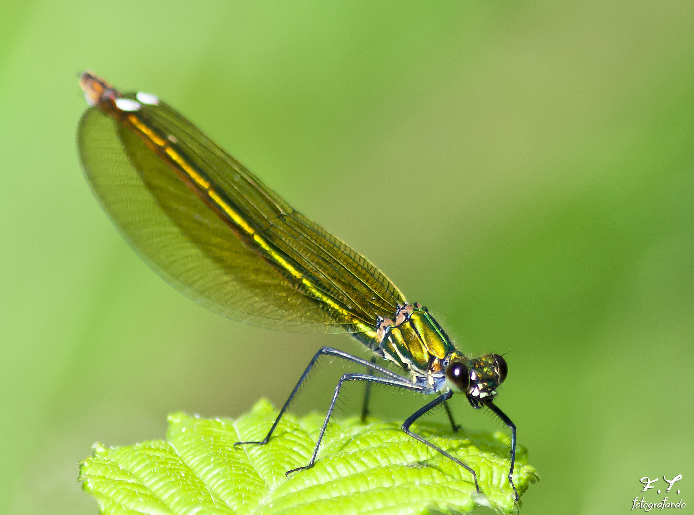 libellula