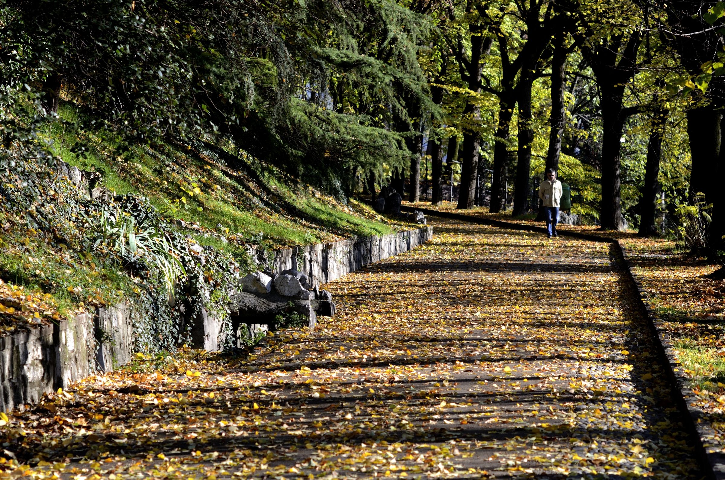 Solitario nell'autunno