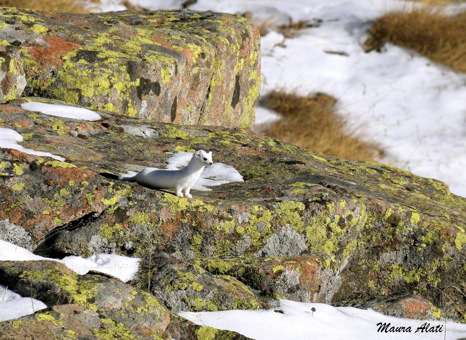 Ermine Dolomites