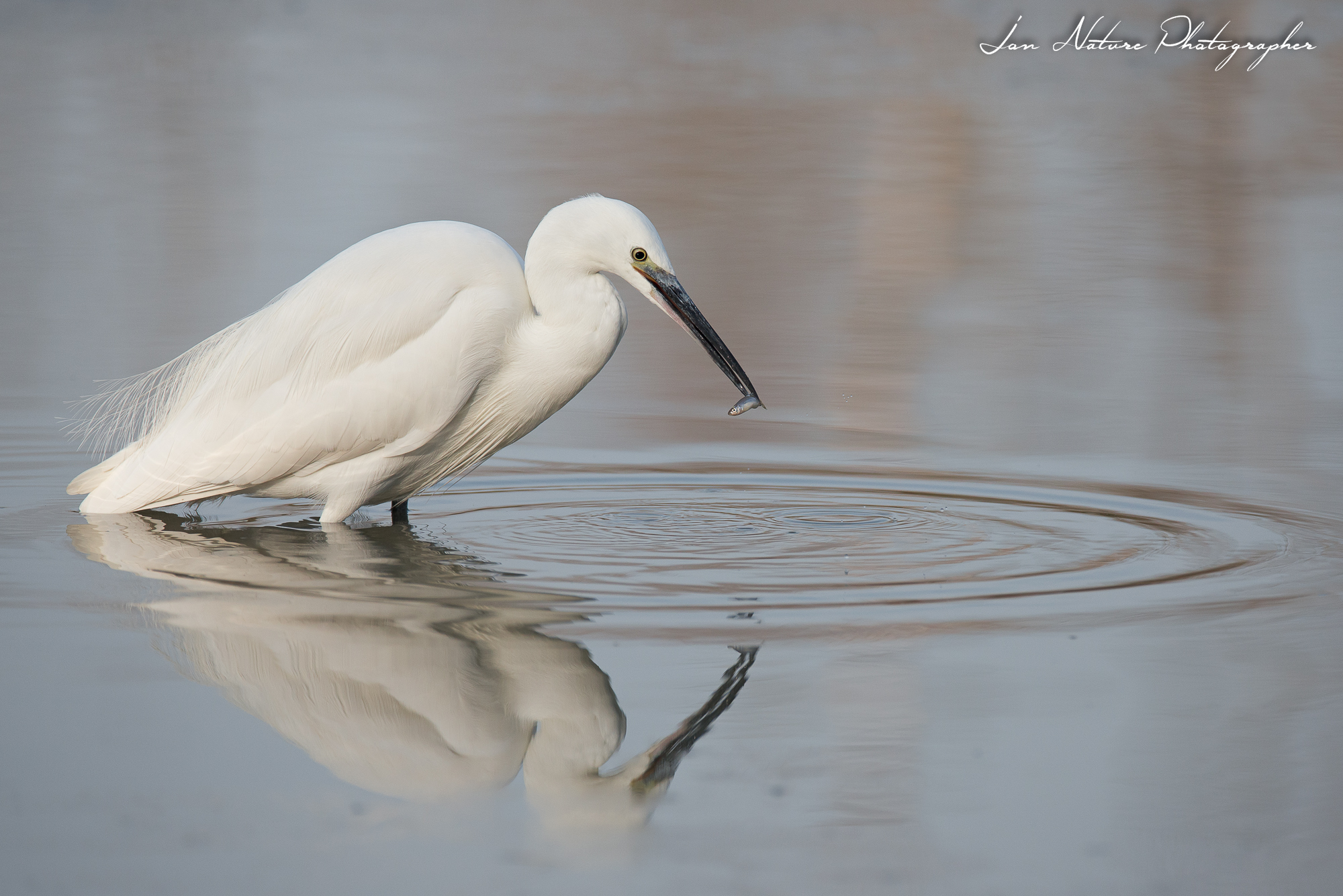 Fishing in the morning