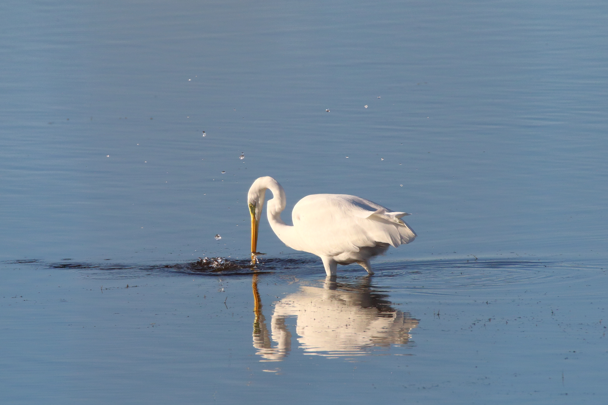 White Heron Maggiore