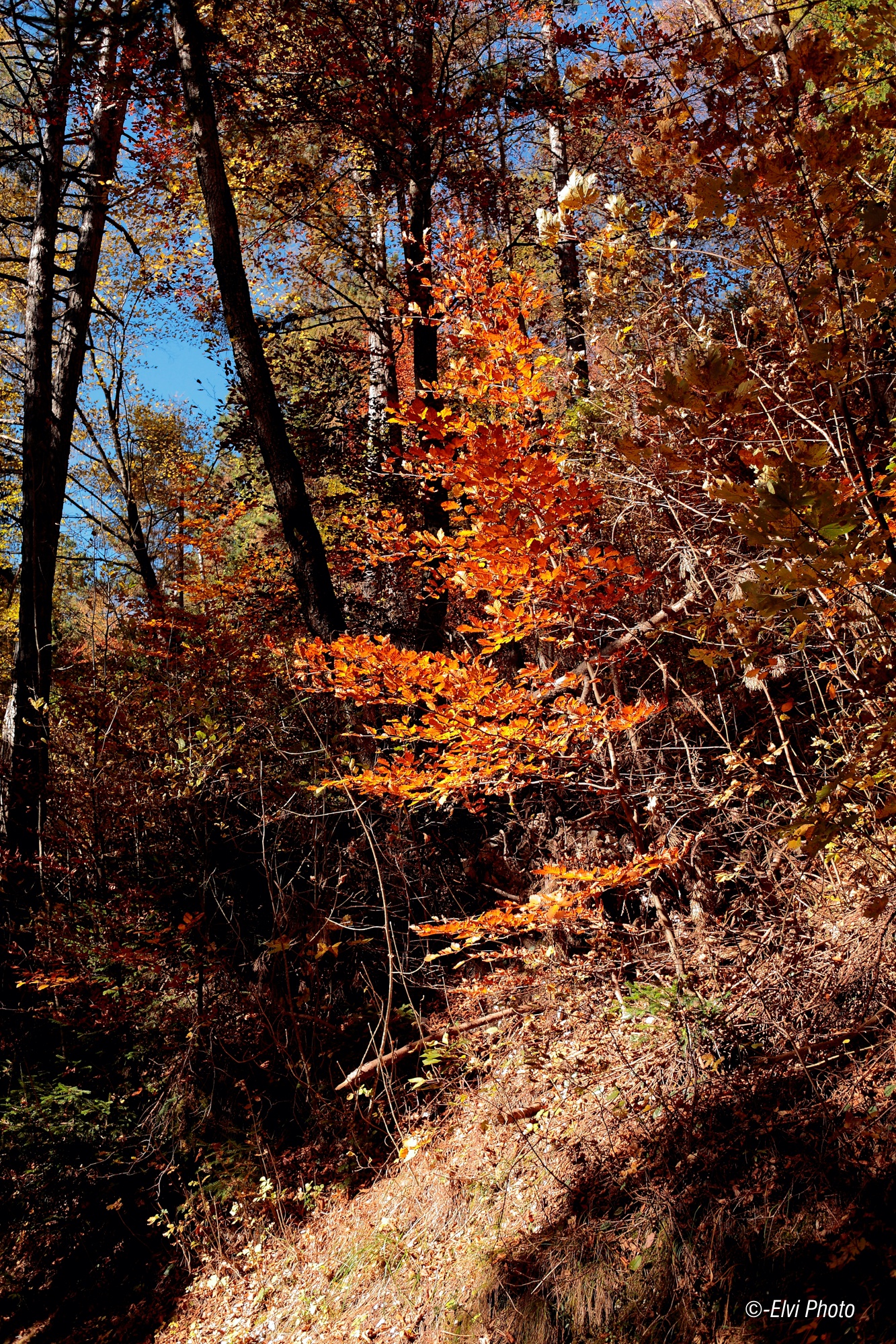 Looking for red leaves