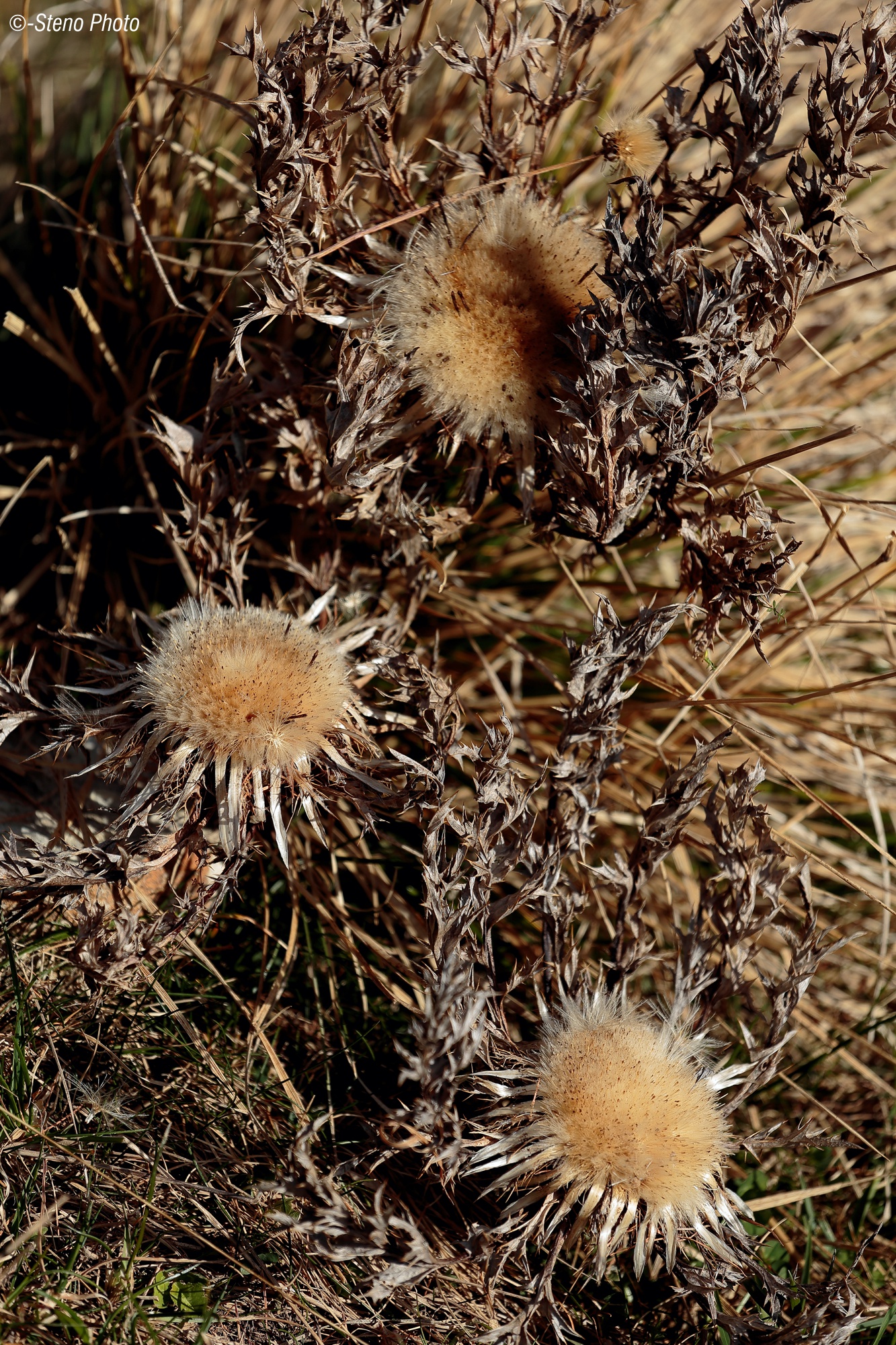 Thistles