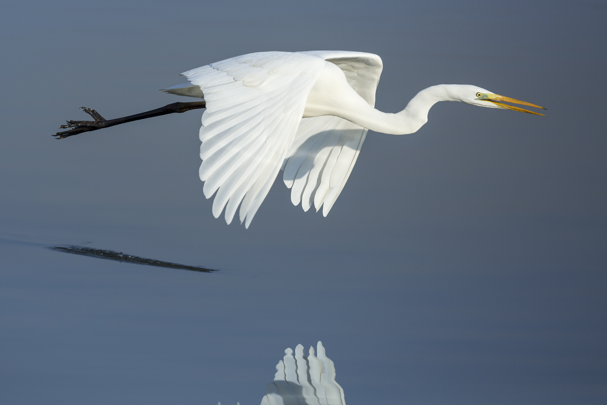 white heron in flight over the water