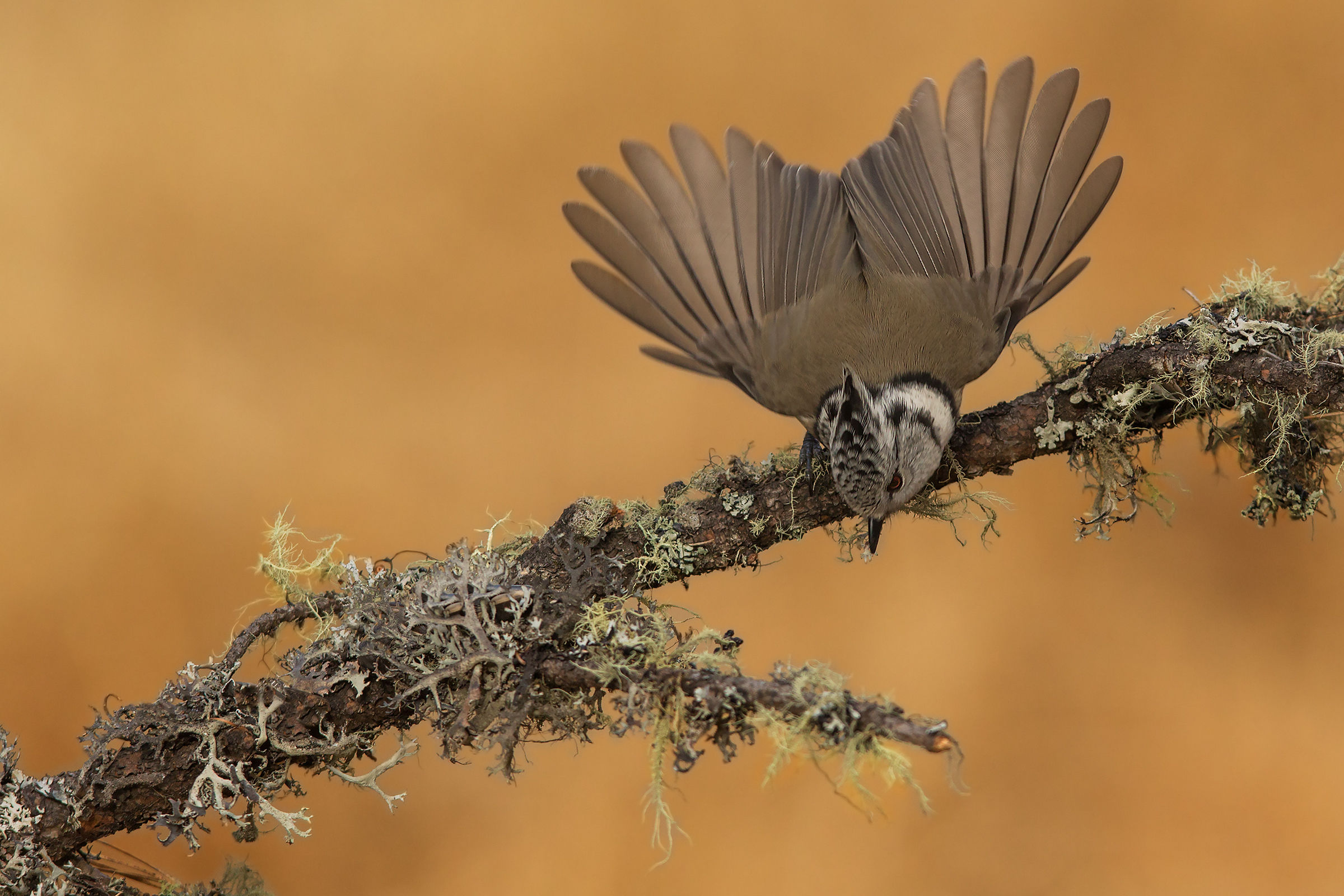 The range of the crested tit