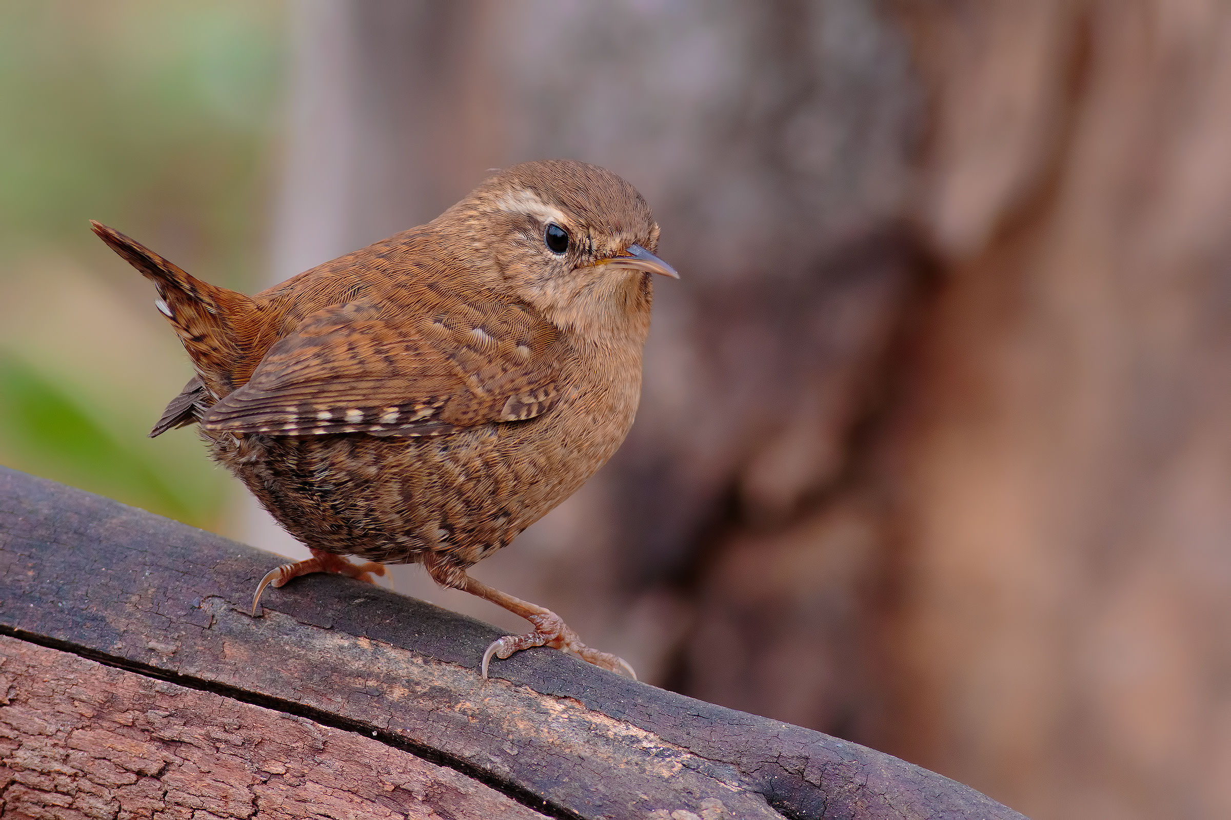 Even the little guy .. !!