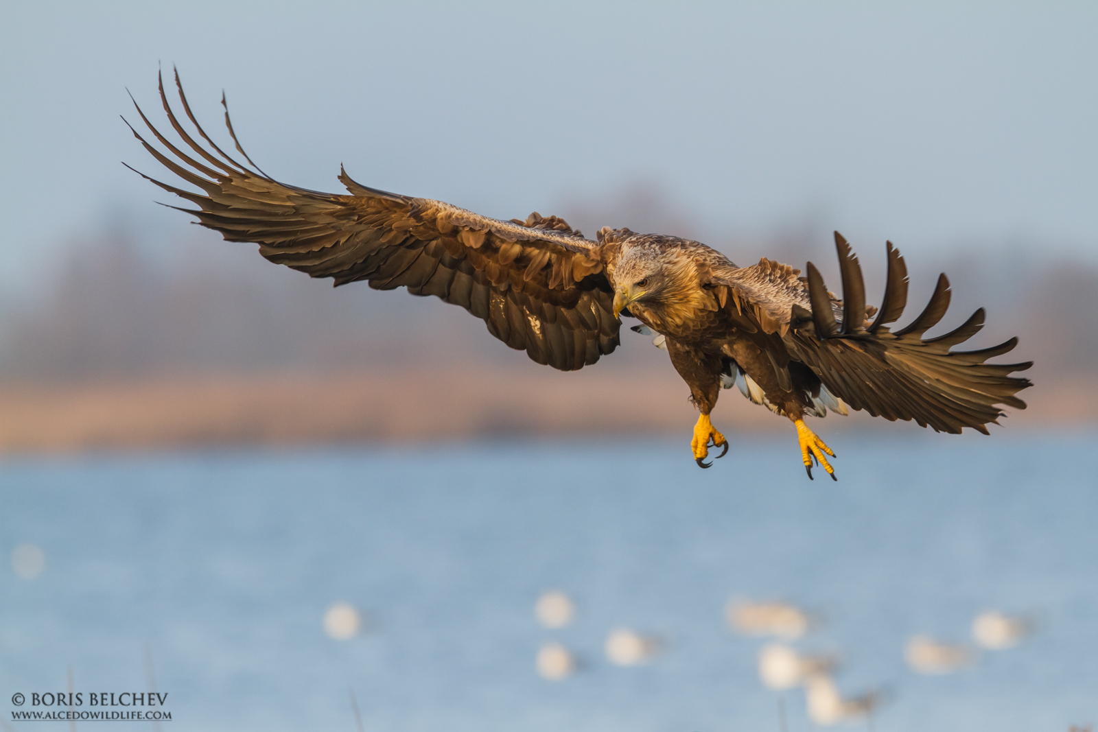 Aquile dalla coda bianca (Haliaeetus albicilla)