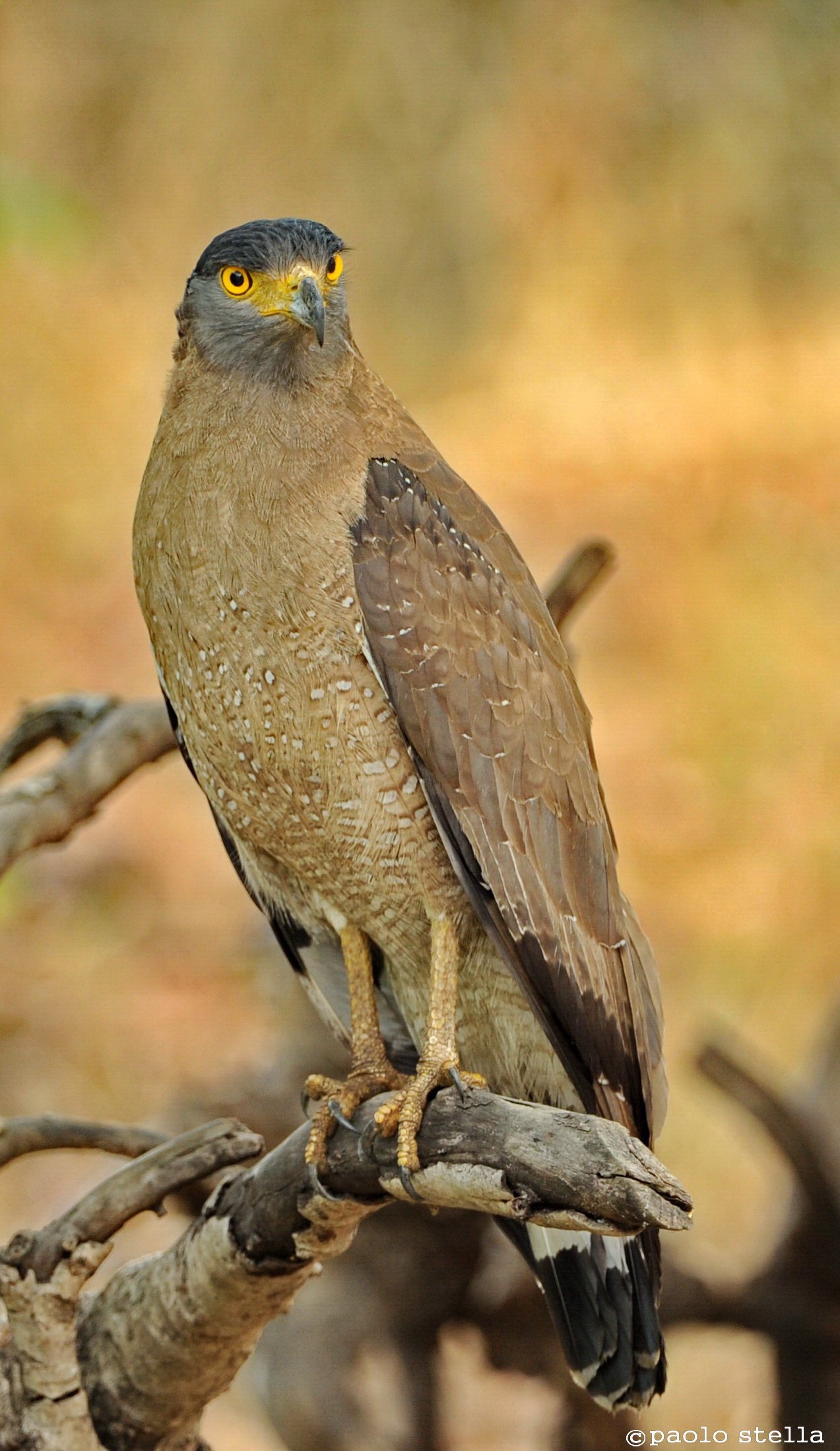 Serpent Eagle 2