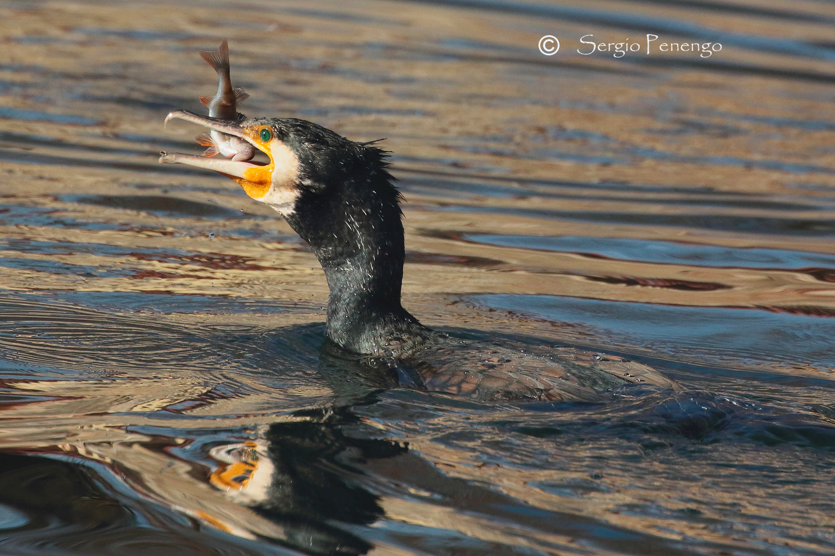 "La cattura del cormorano"