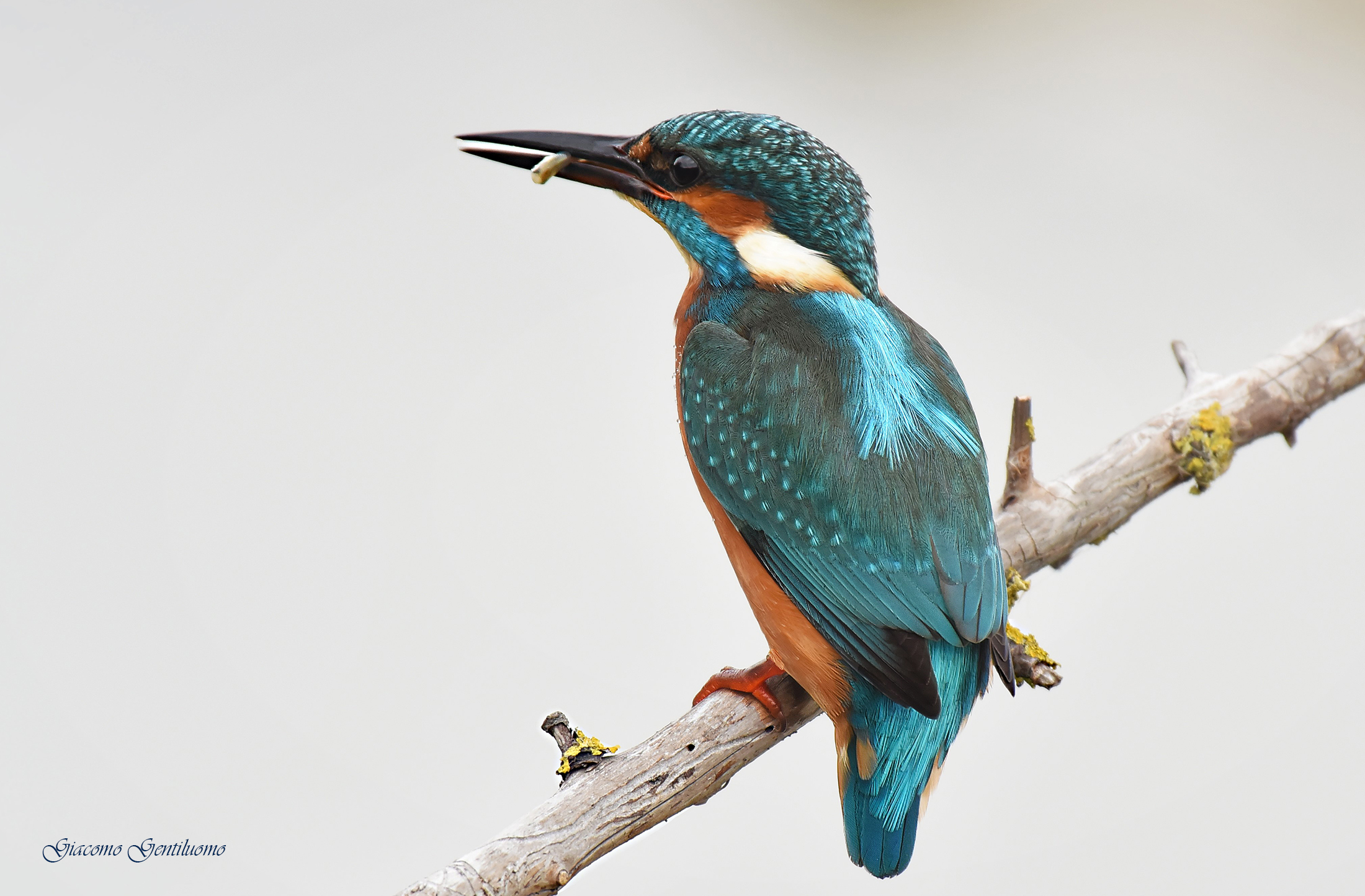 MARTINTHEBEST...per ora