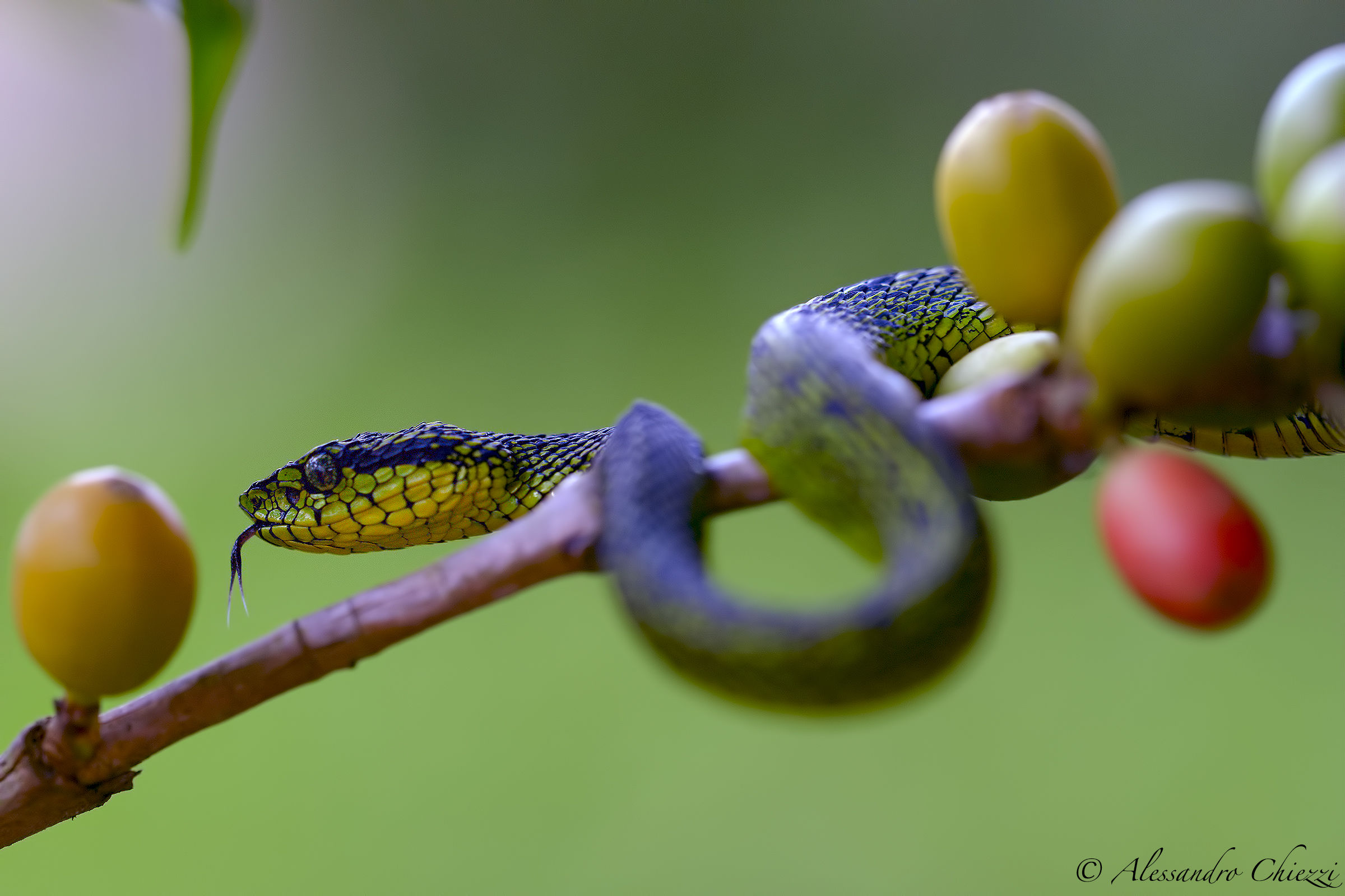Bothriechis nigrovirdis