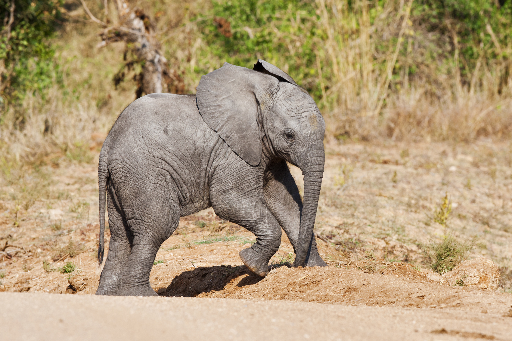 Baby elephant (Kruger NP)
