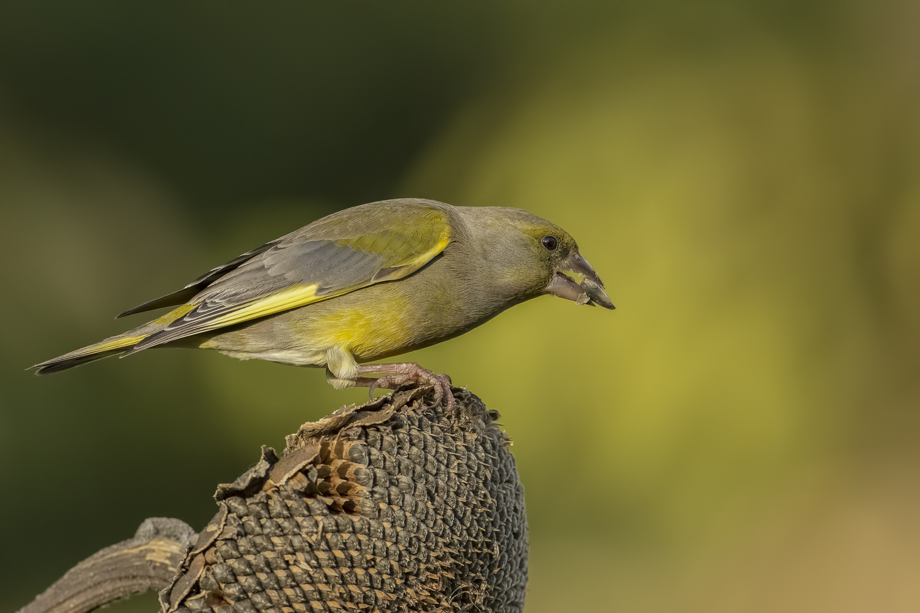 greenfinch