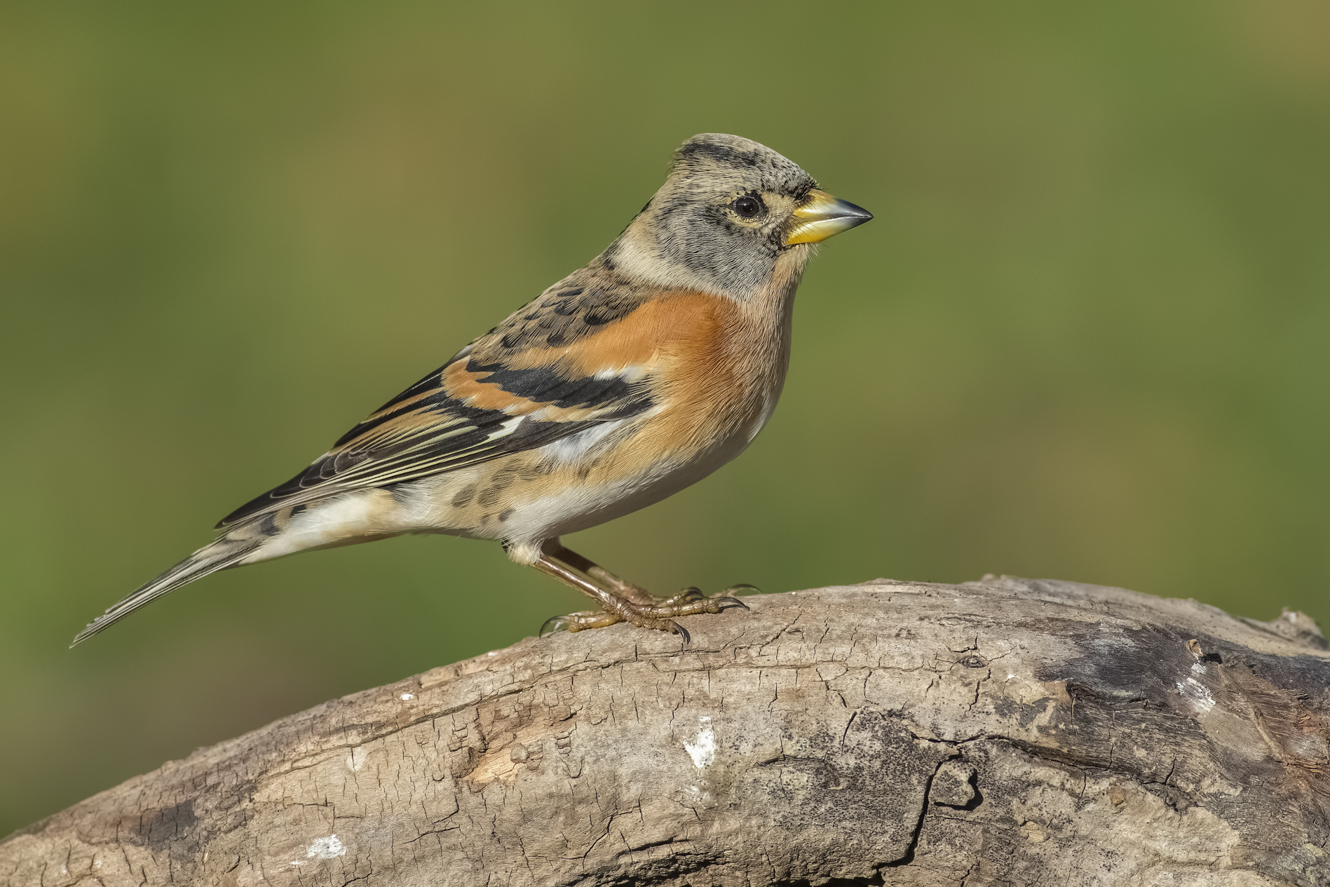 Male brambling