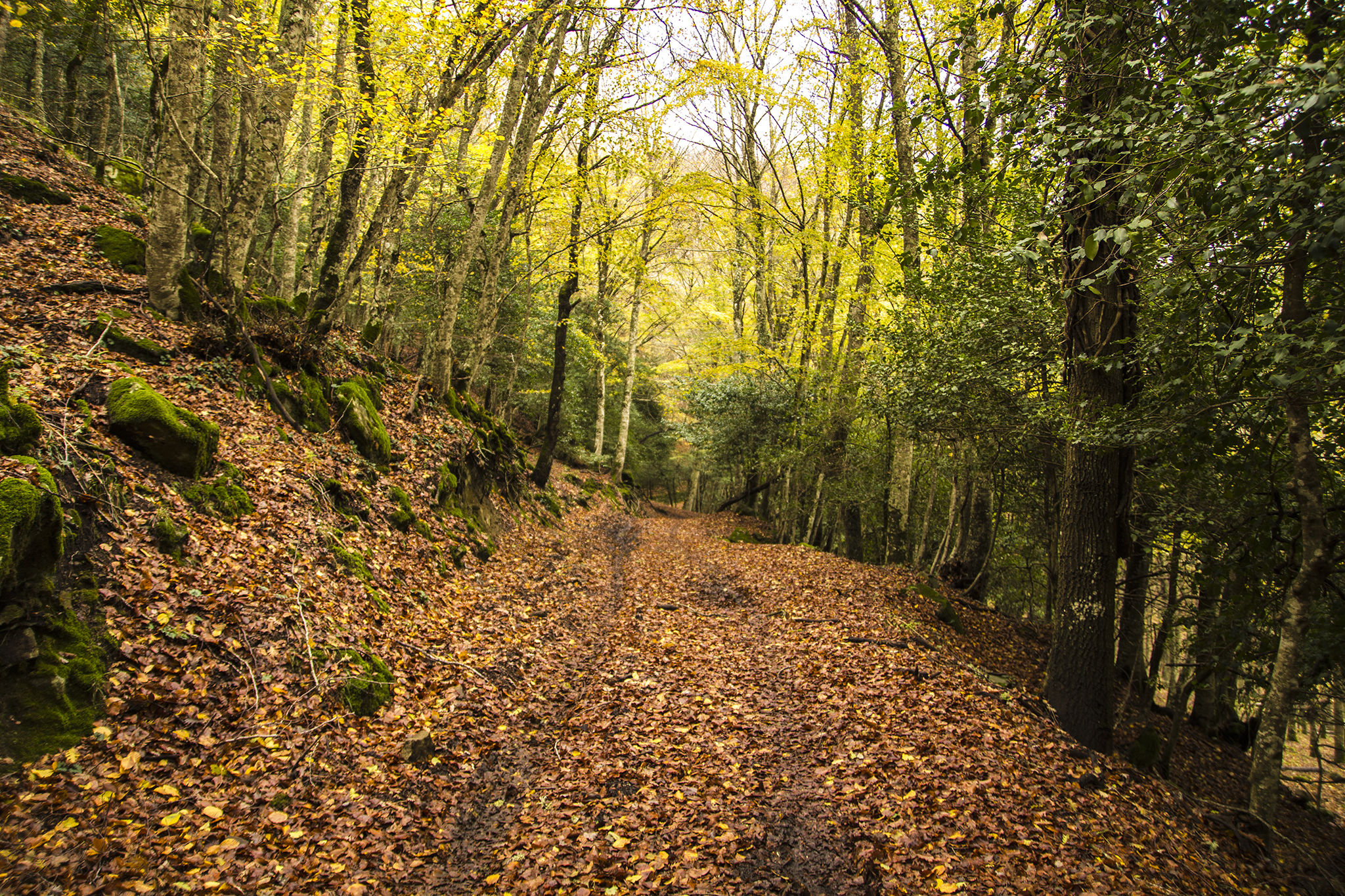 entry of the beechwood