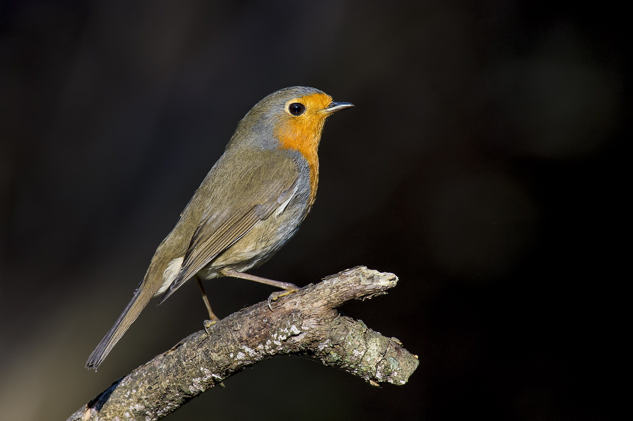 Pettirosso nell'oscurità