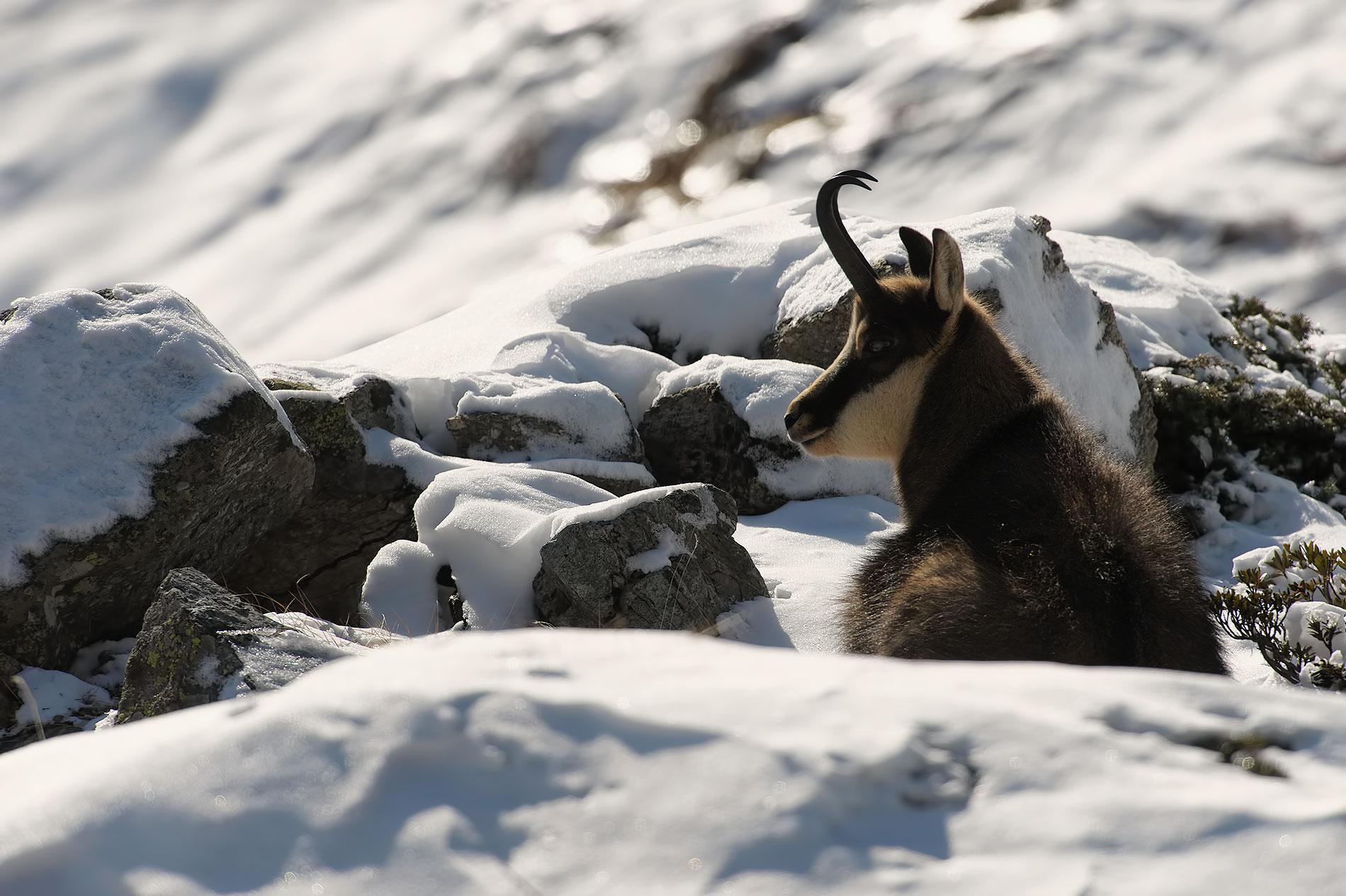 the rest of the suede