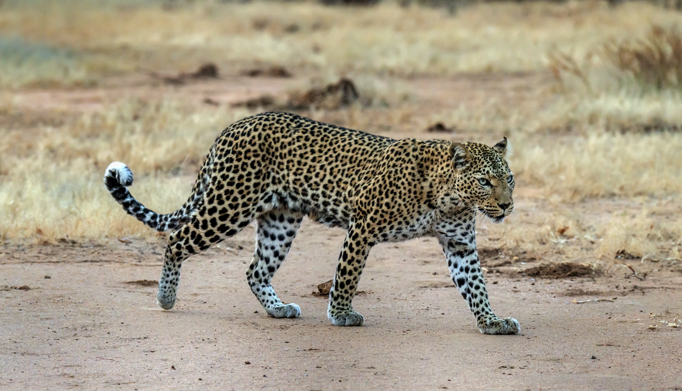 Zambia 2015 - Leopard