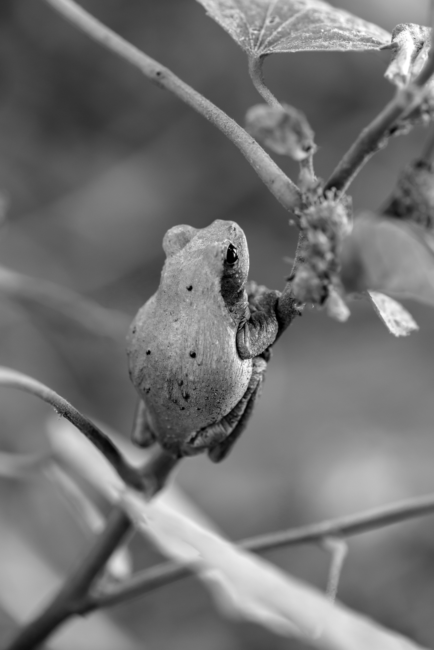 Zambia 2015 - Raganella B&W