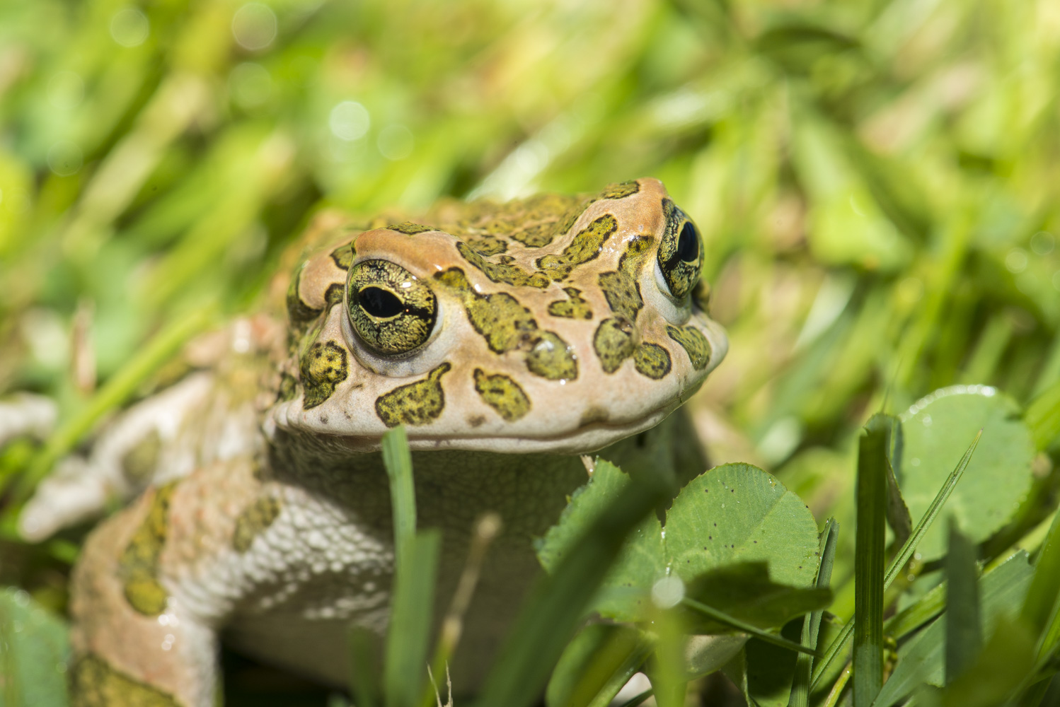 European Green Toad