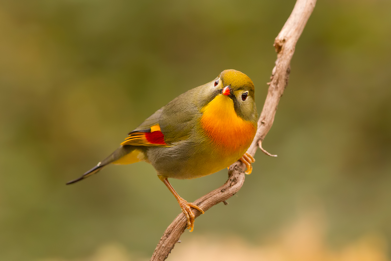 Usignolo del giappone