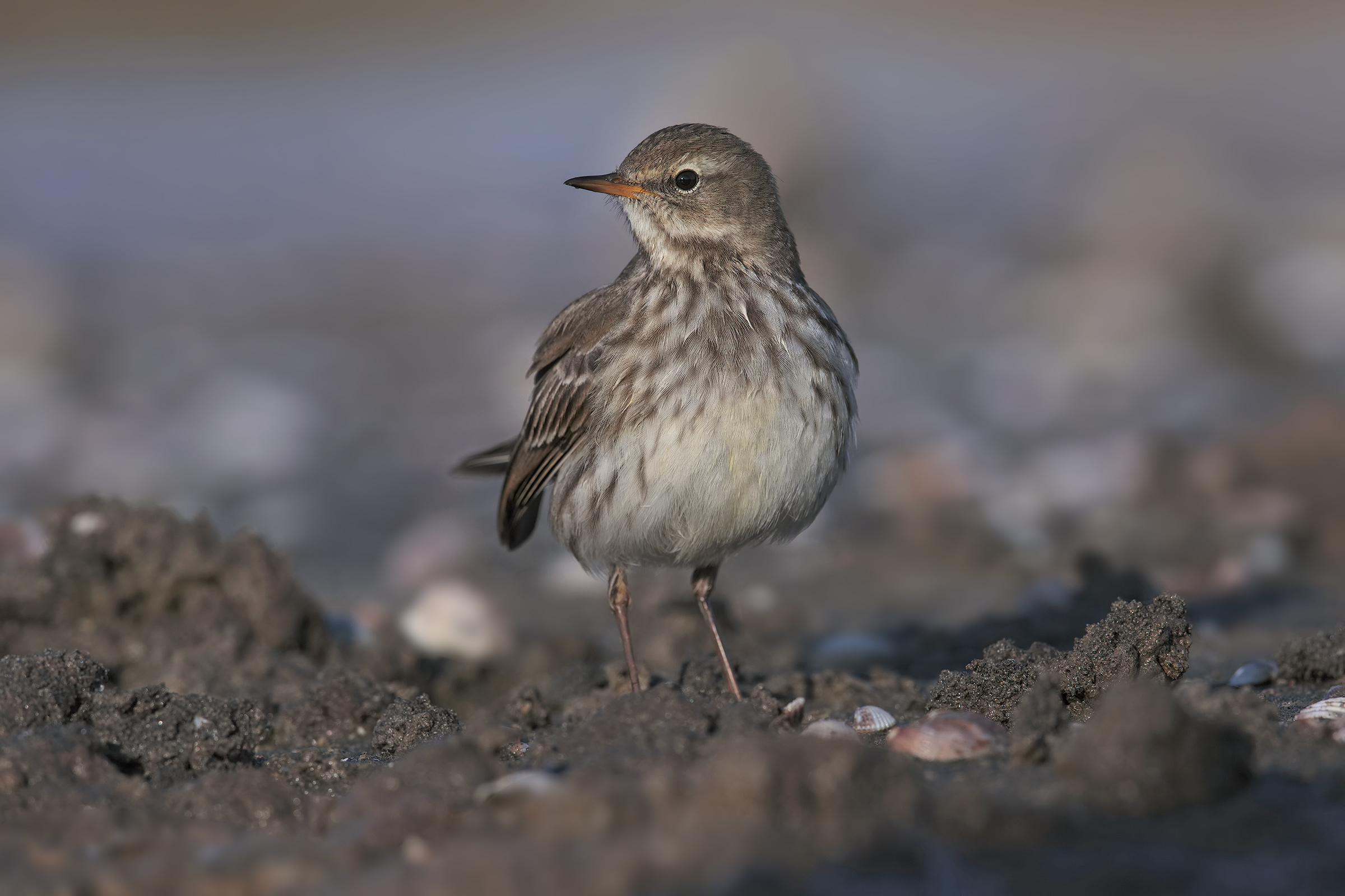 Pipit