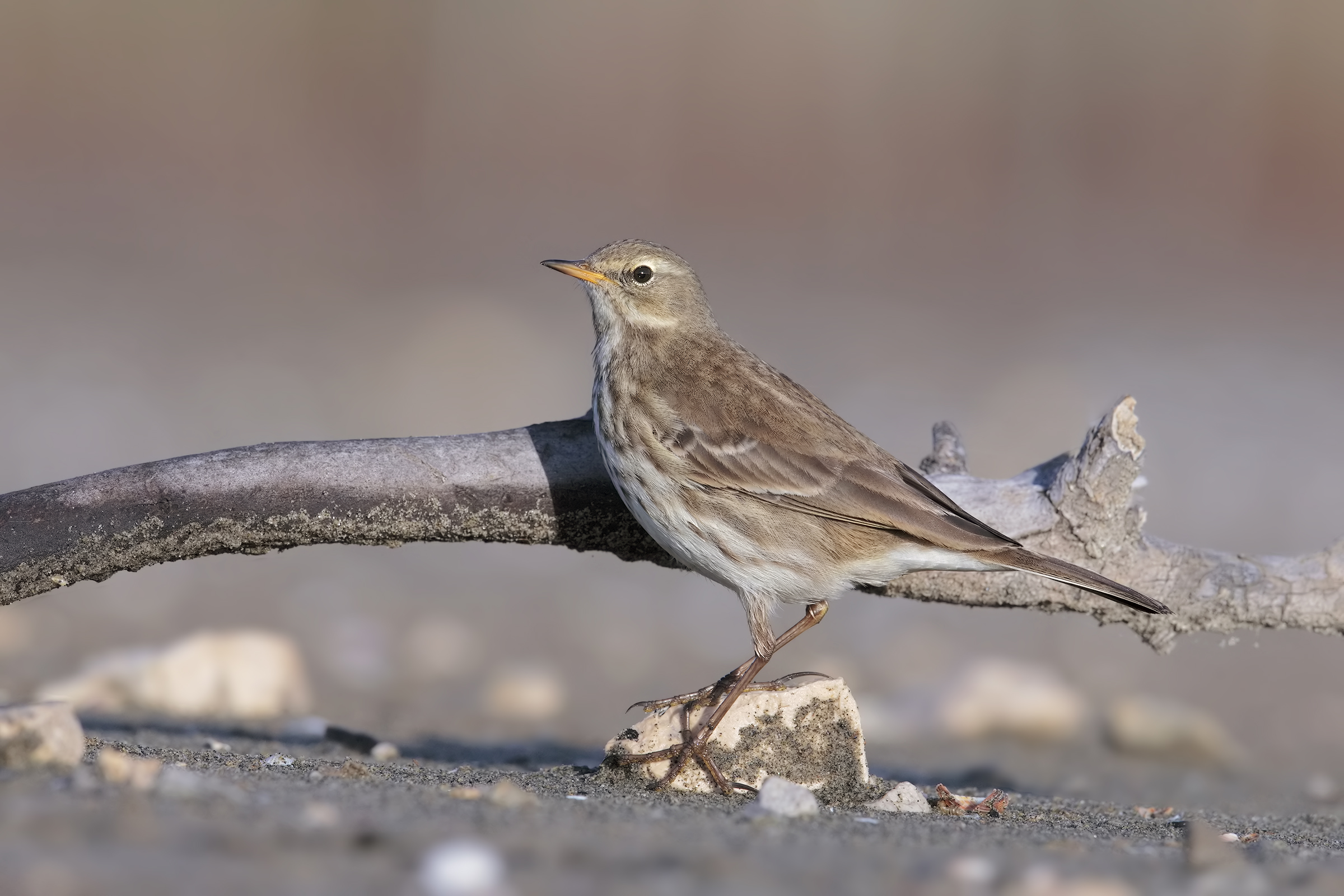 Pipit