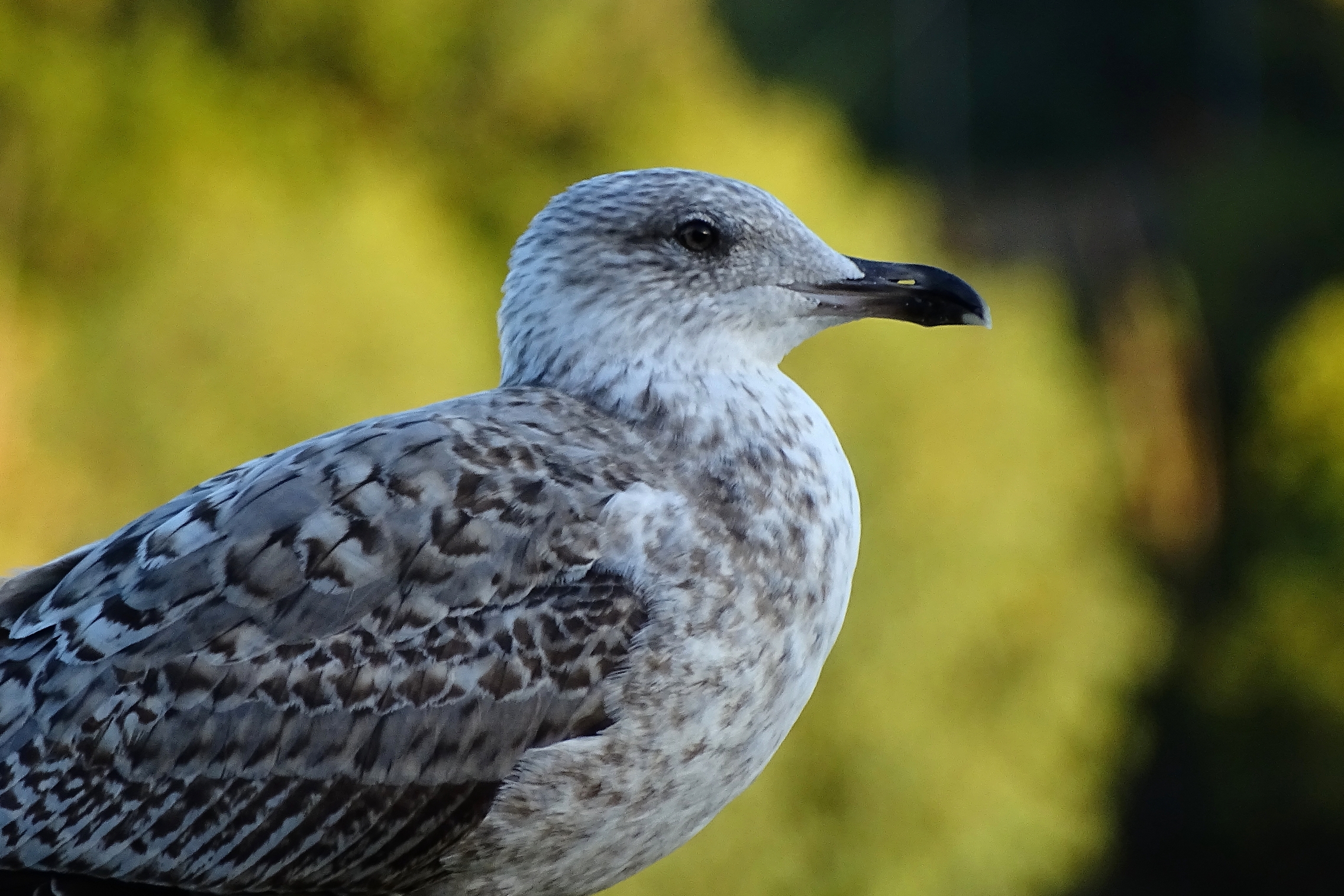 young seagull